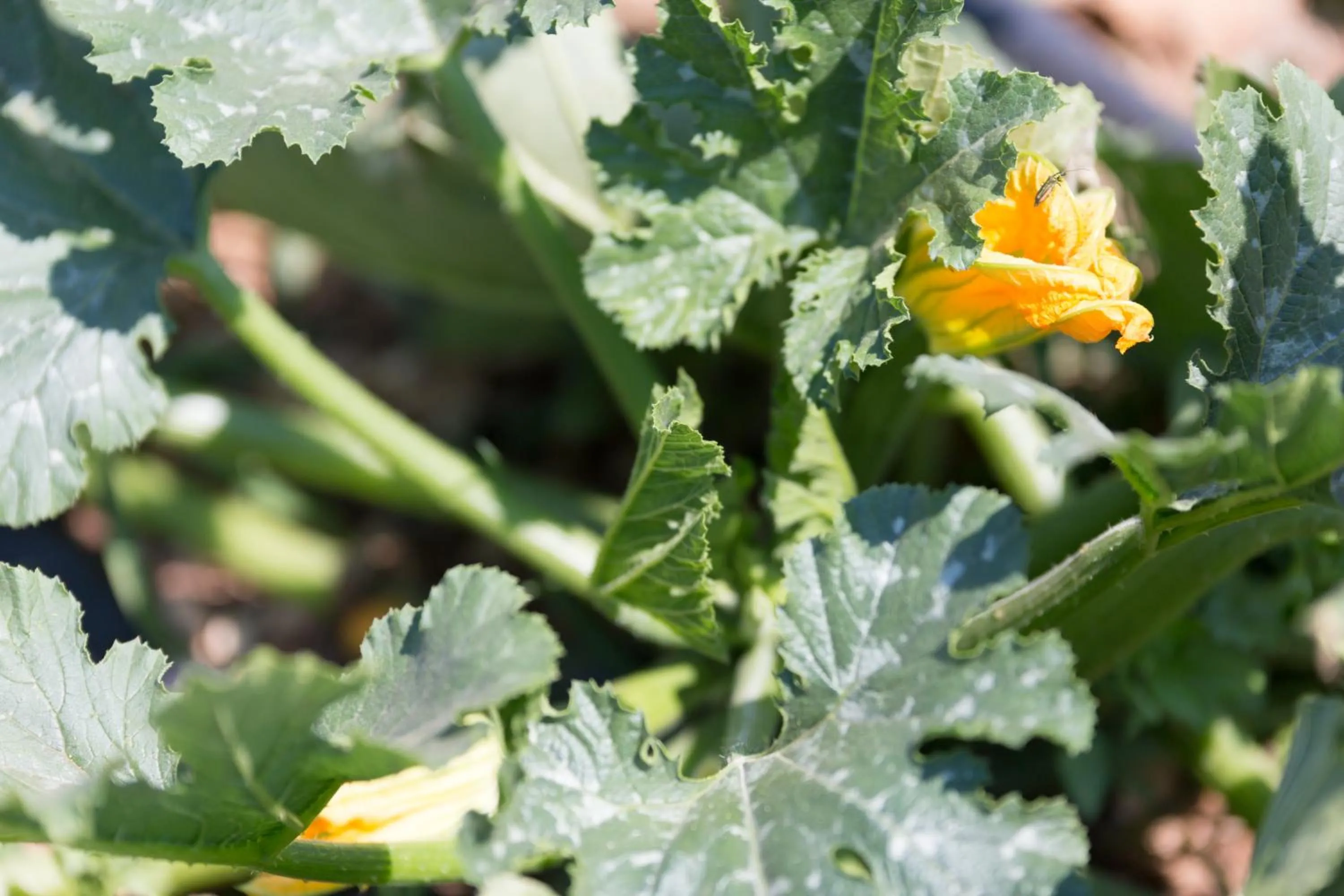 Food in Agriturismo Fasano