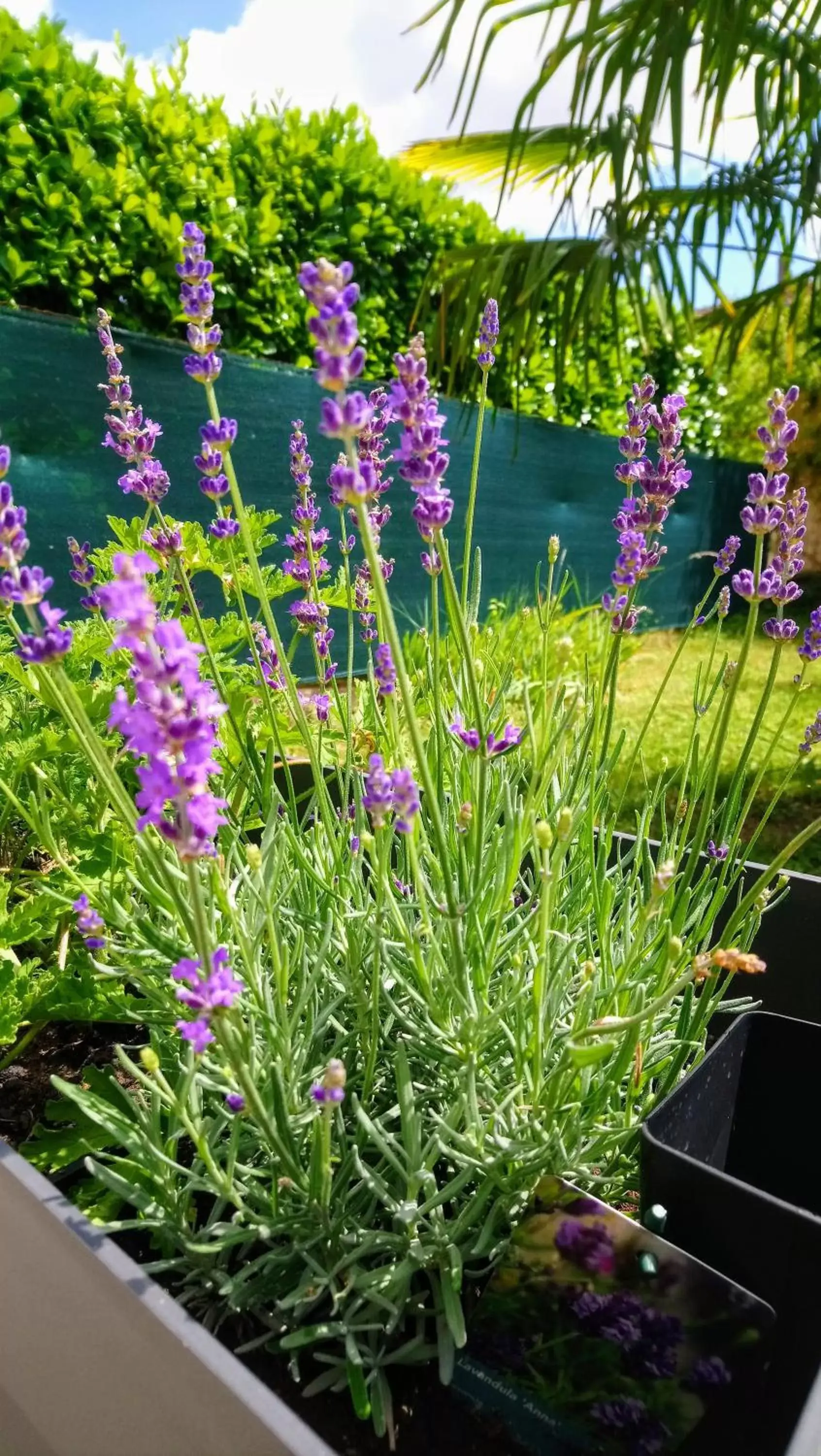 Garden view in Fleurs de Cosmos