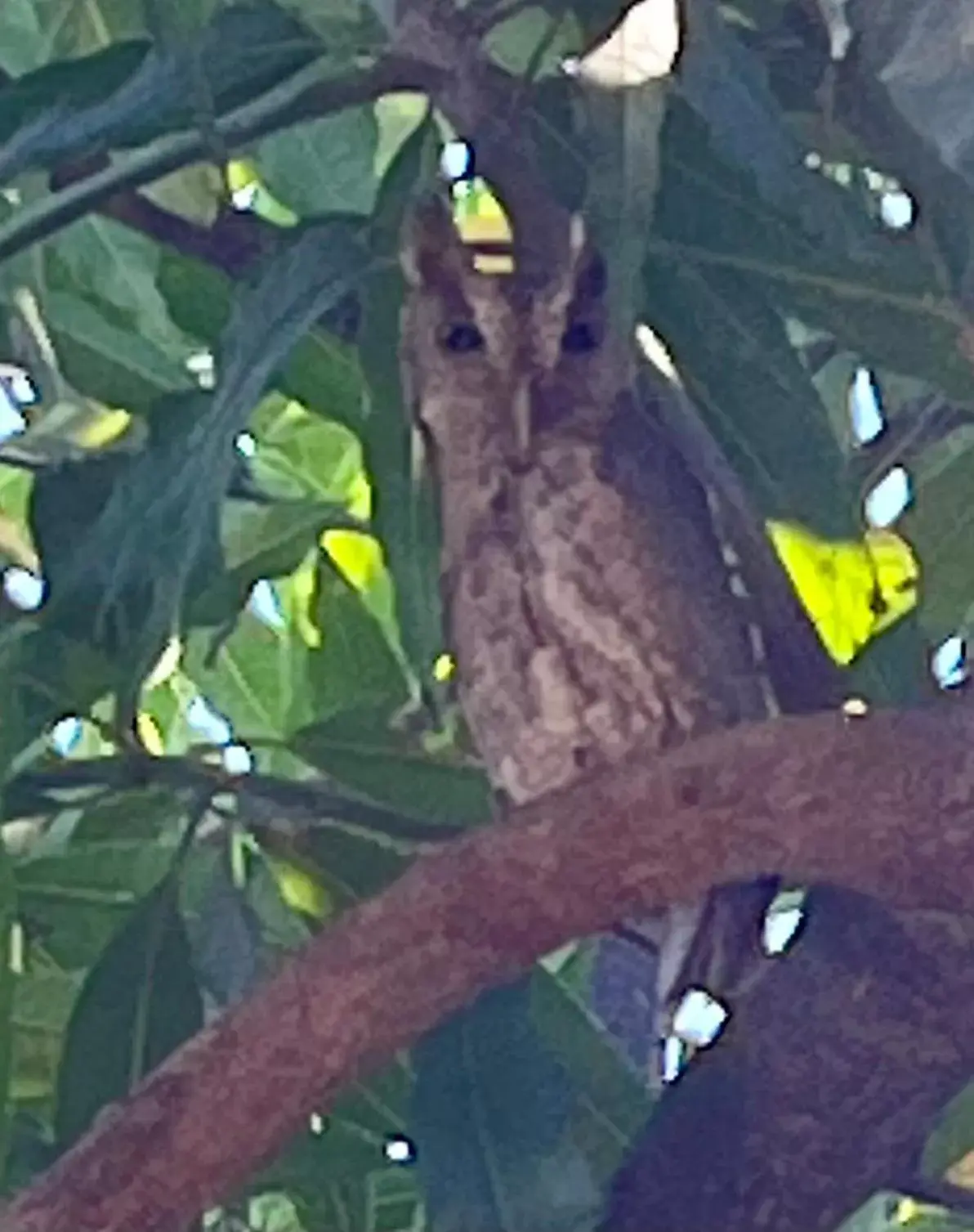 Natural landscape, Other Animals in The Breeze Hotel & Villas