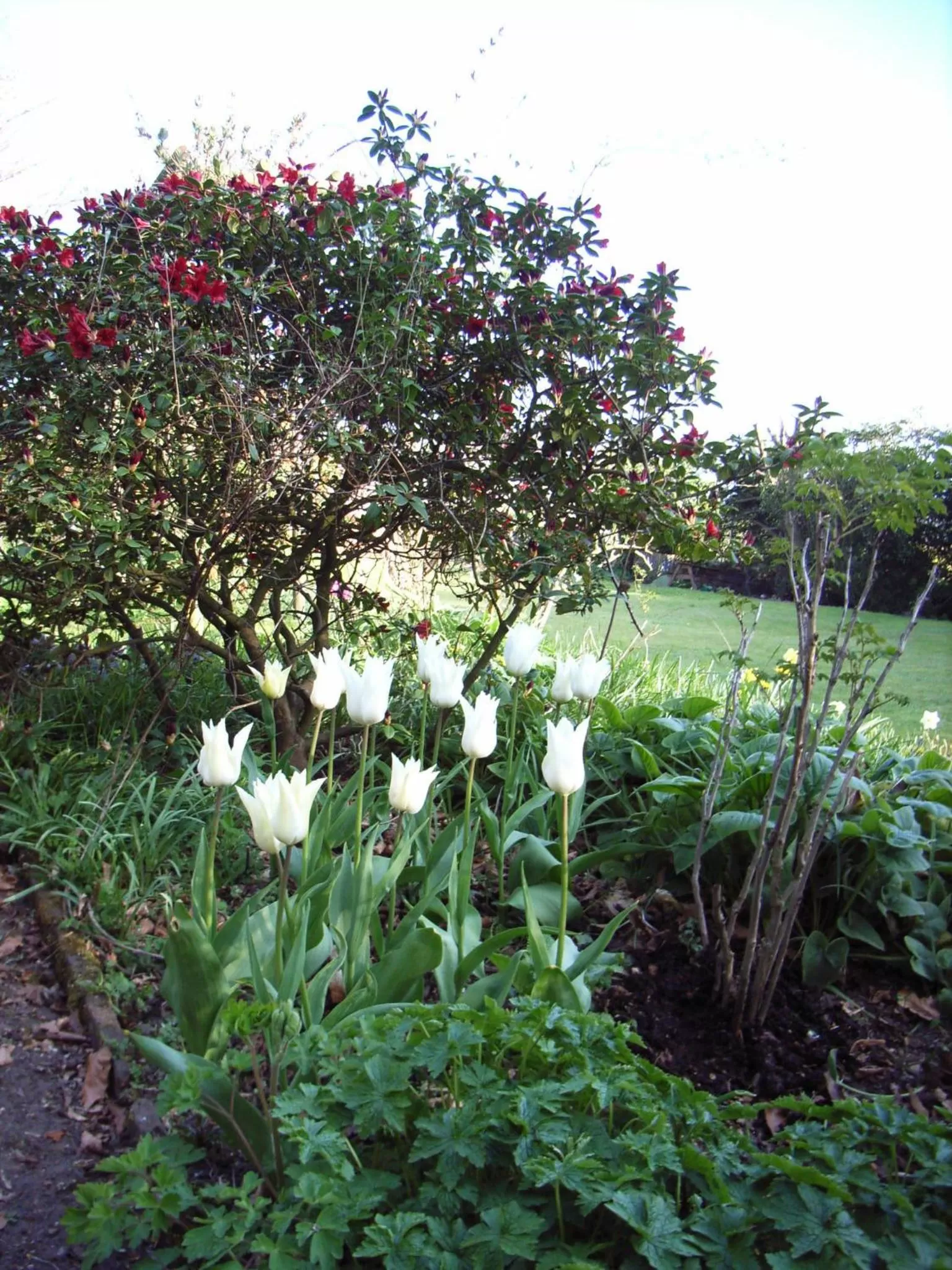 Garden in Bank House B and B