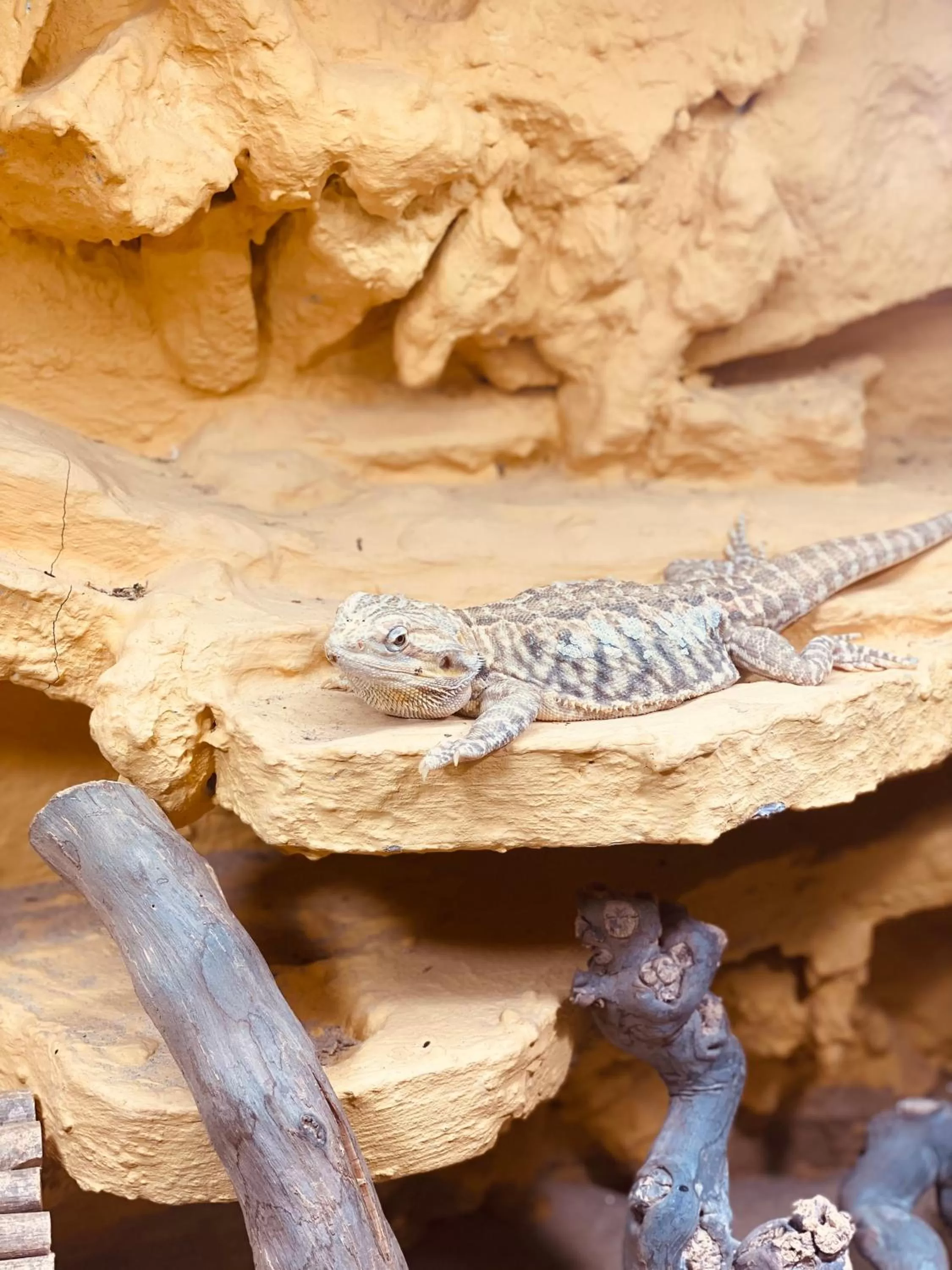 Animals in DORMERO Hotel Bretten