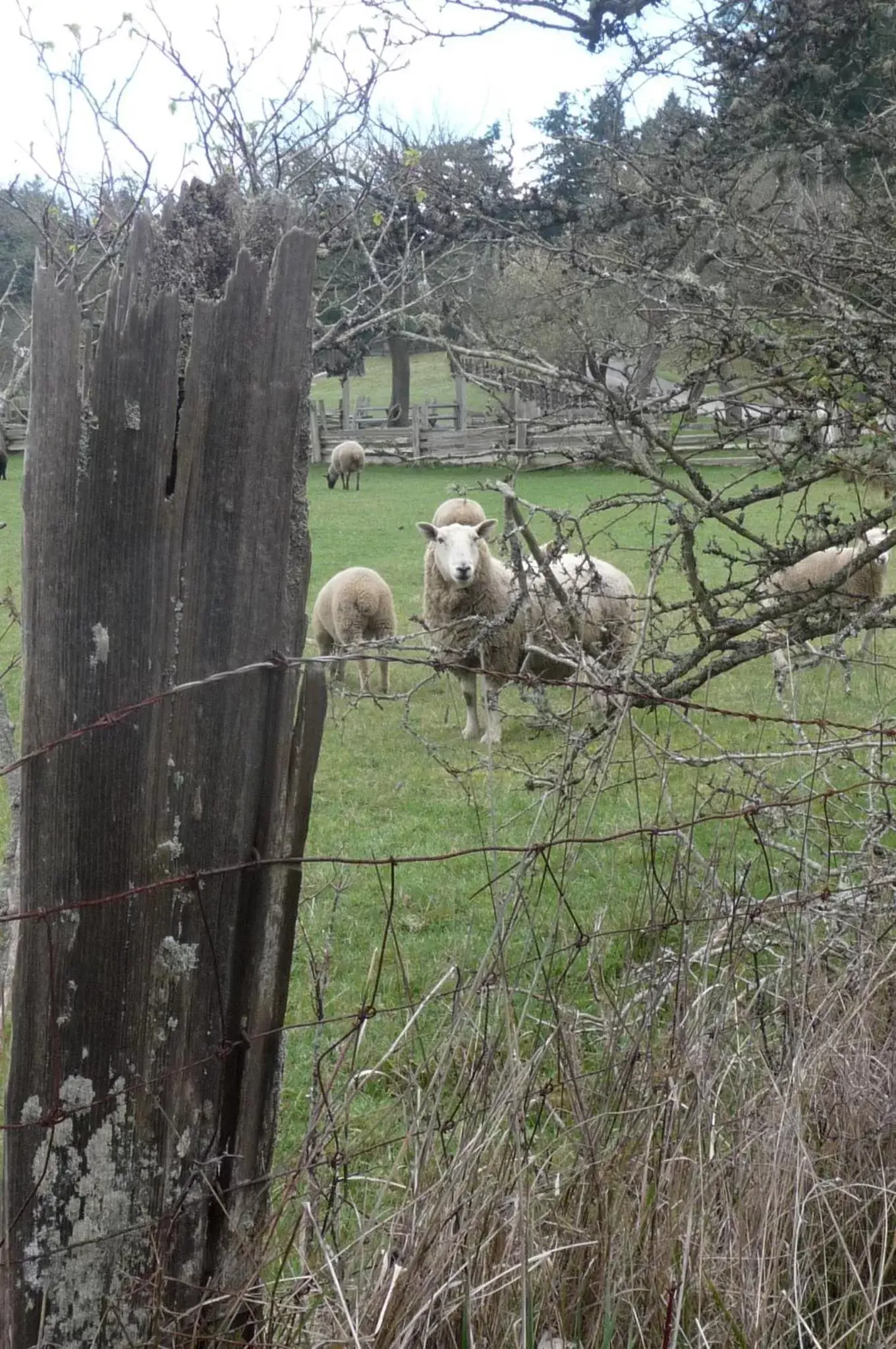 Animals, Other Animals in Magnolia Petal