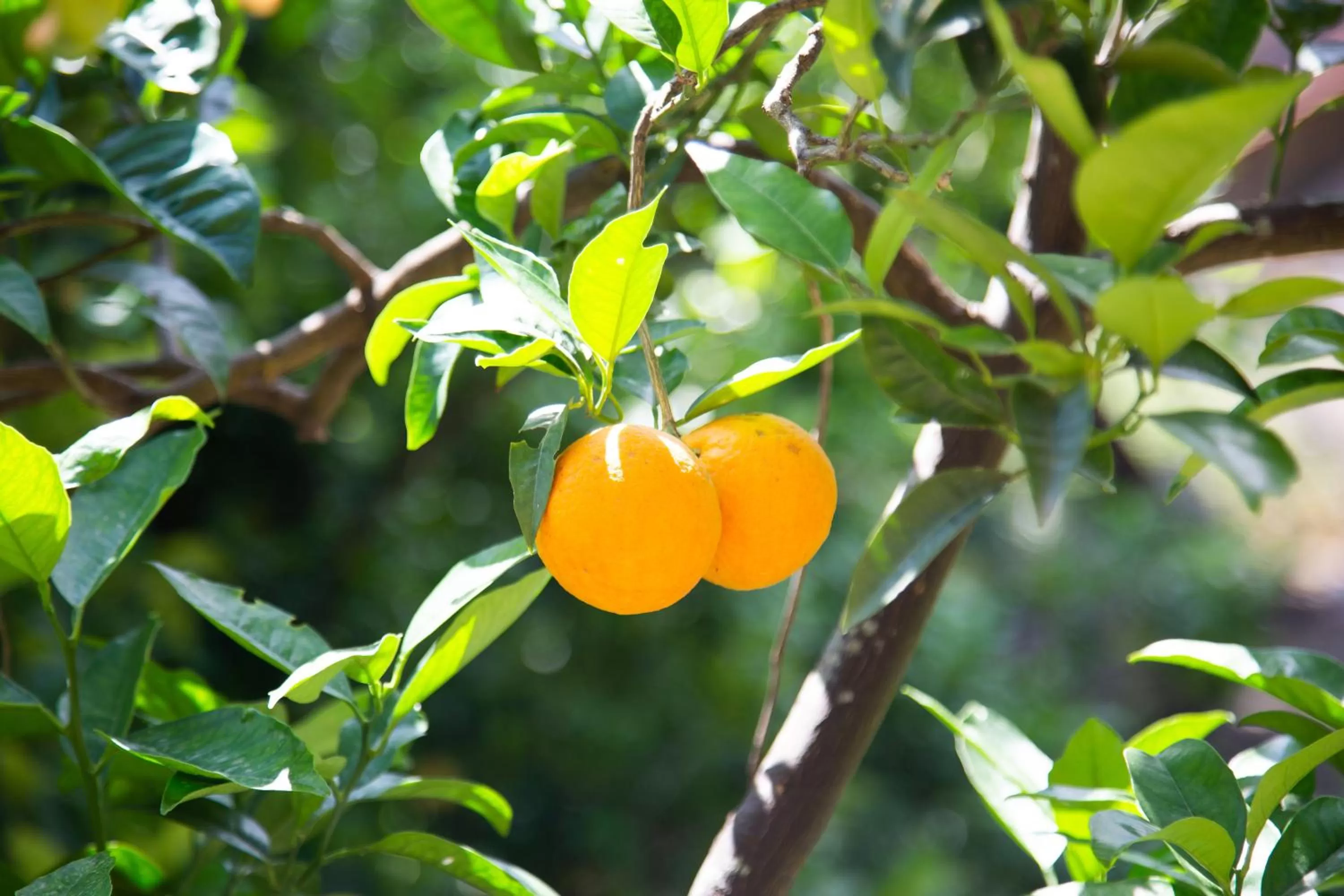 B&b L' Arancio in fiore