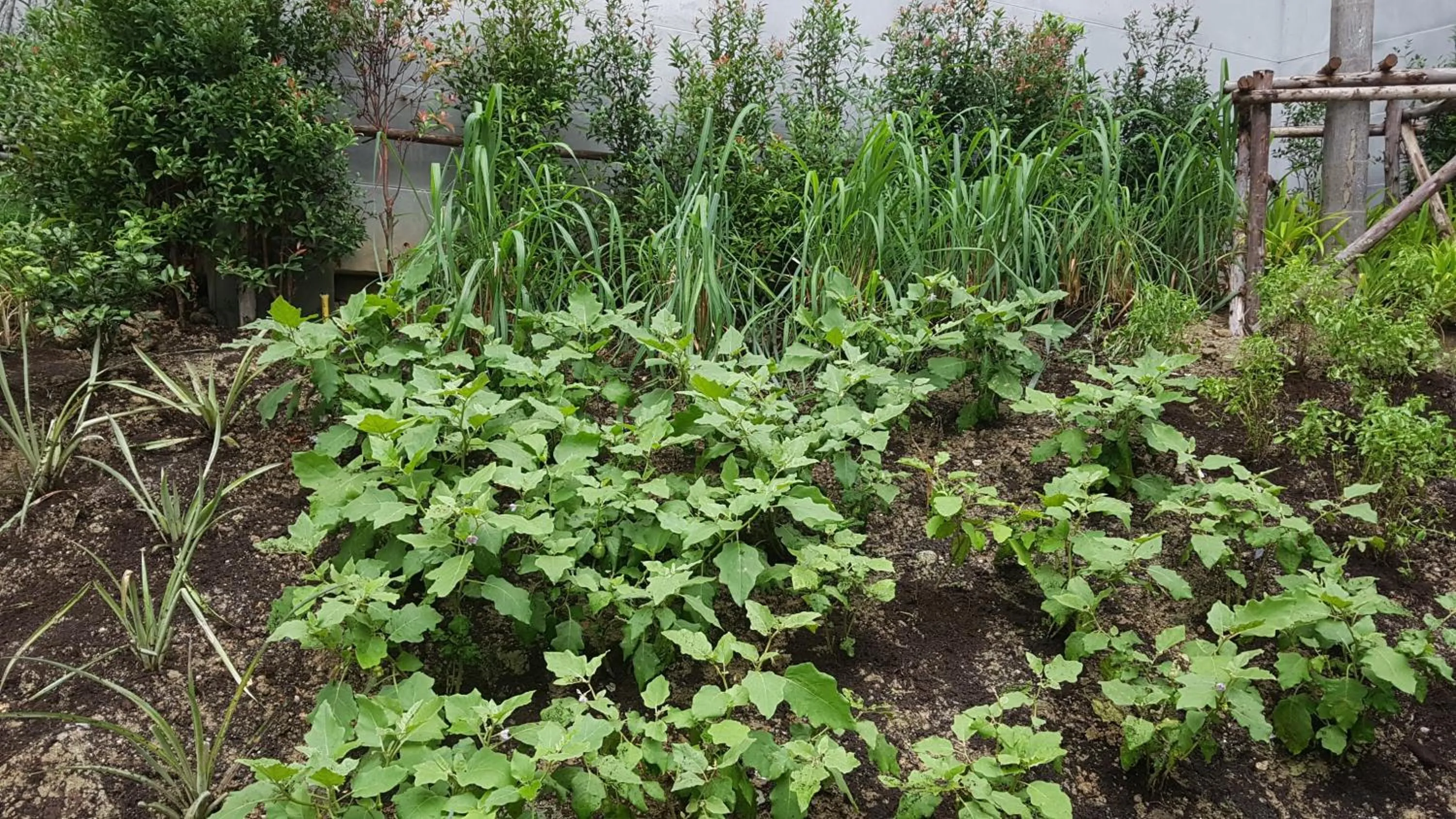 Garden in Lets Phuket Twin Sands Resort & Spa-SHA Extra Plus