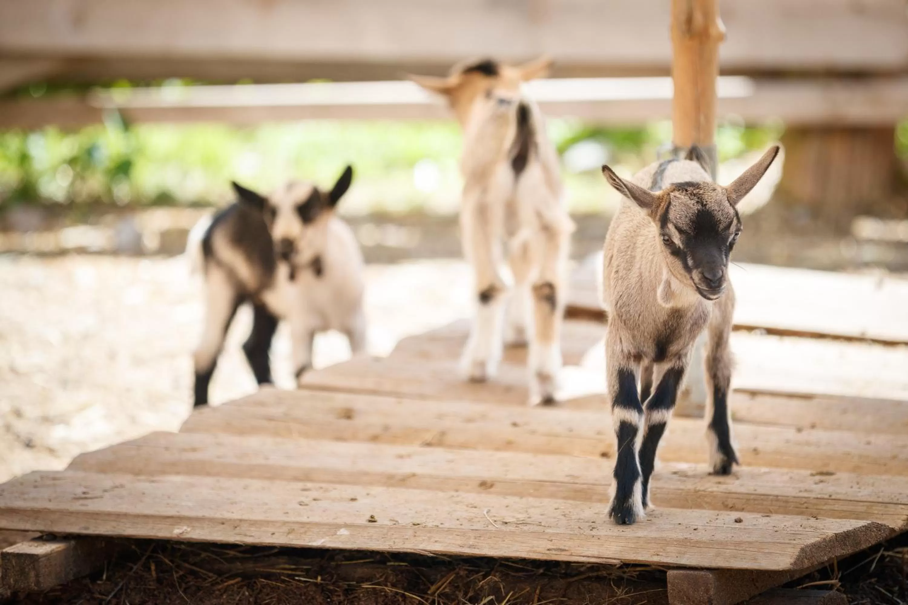 Animals in Hotel Amaten