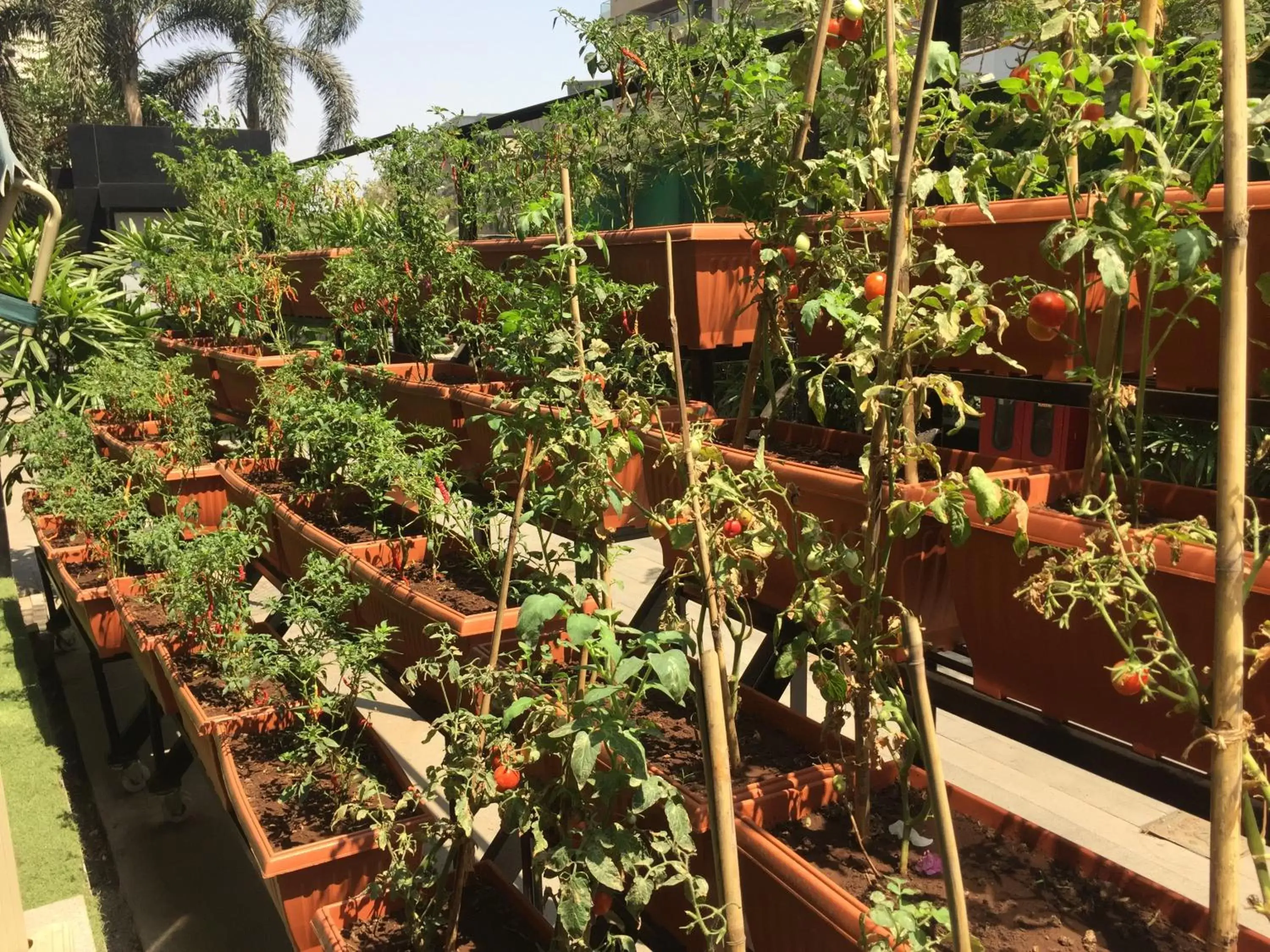 Garden in Sofitel Mumbai BKC