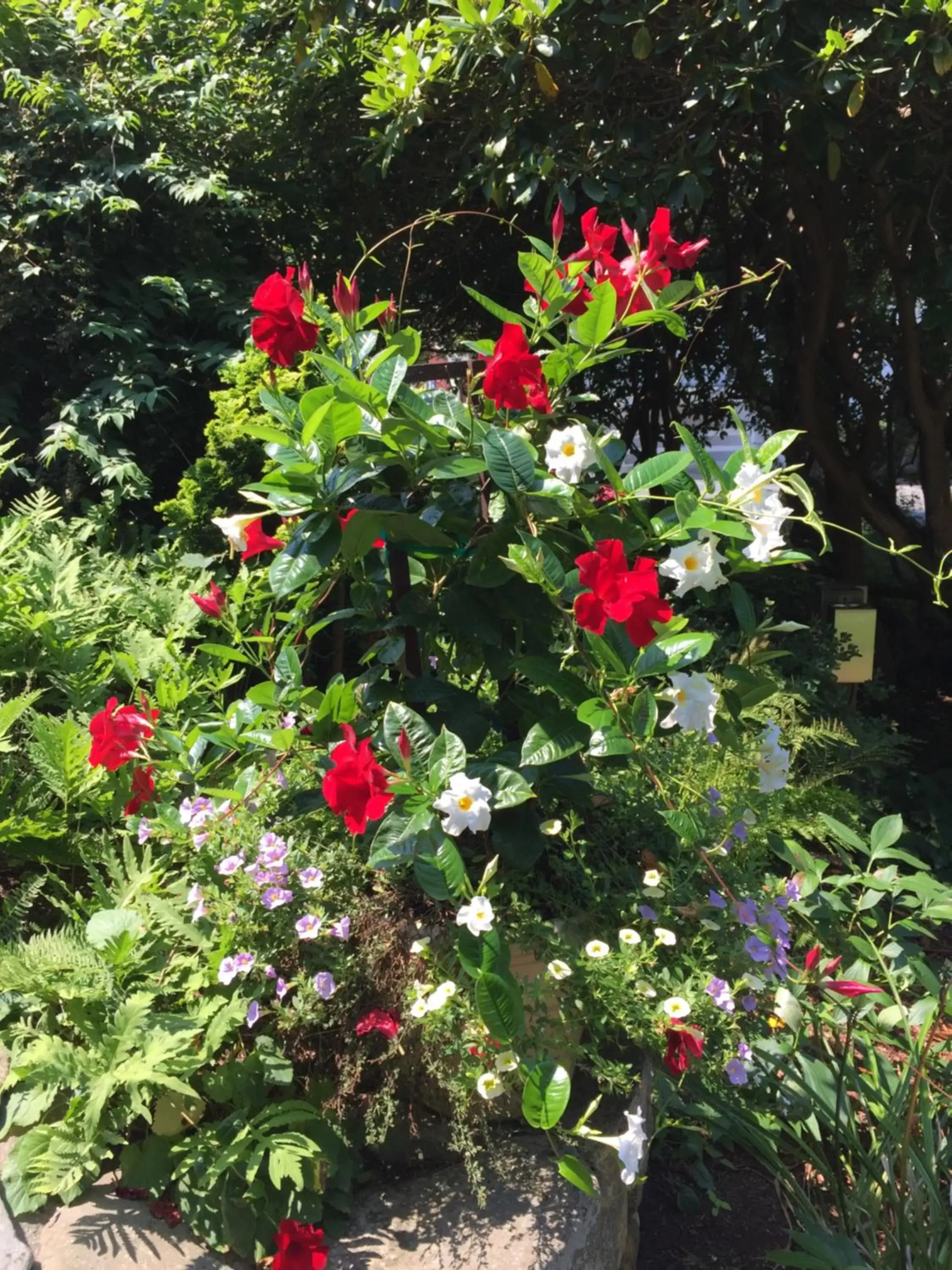 Summer, Garden in Village Inn