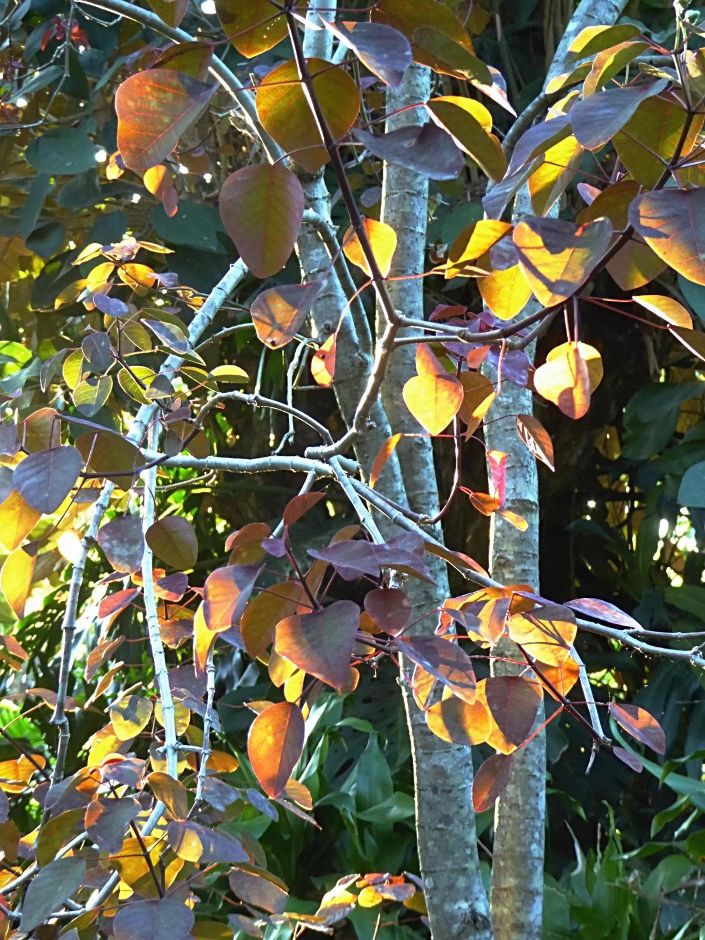 Garden, Other Animals in Pura Vida Hotel