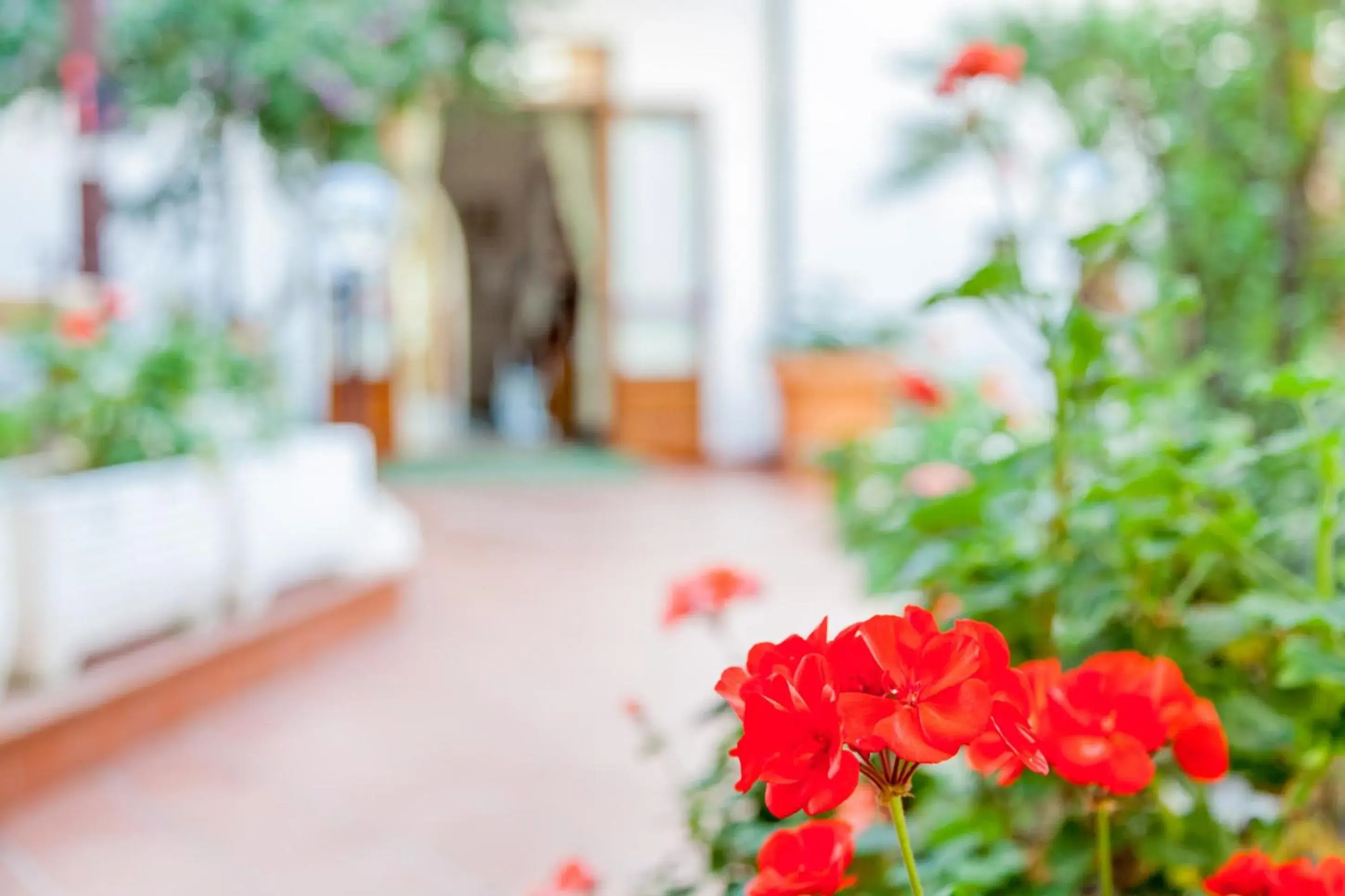 Garden in Hotel El Balear