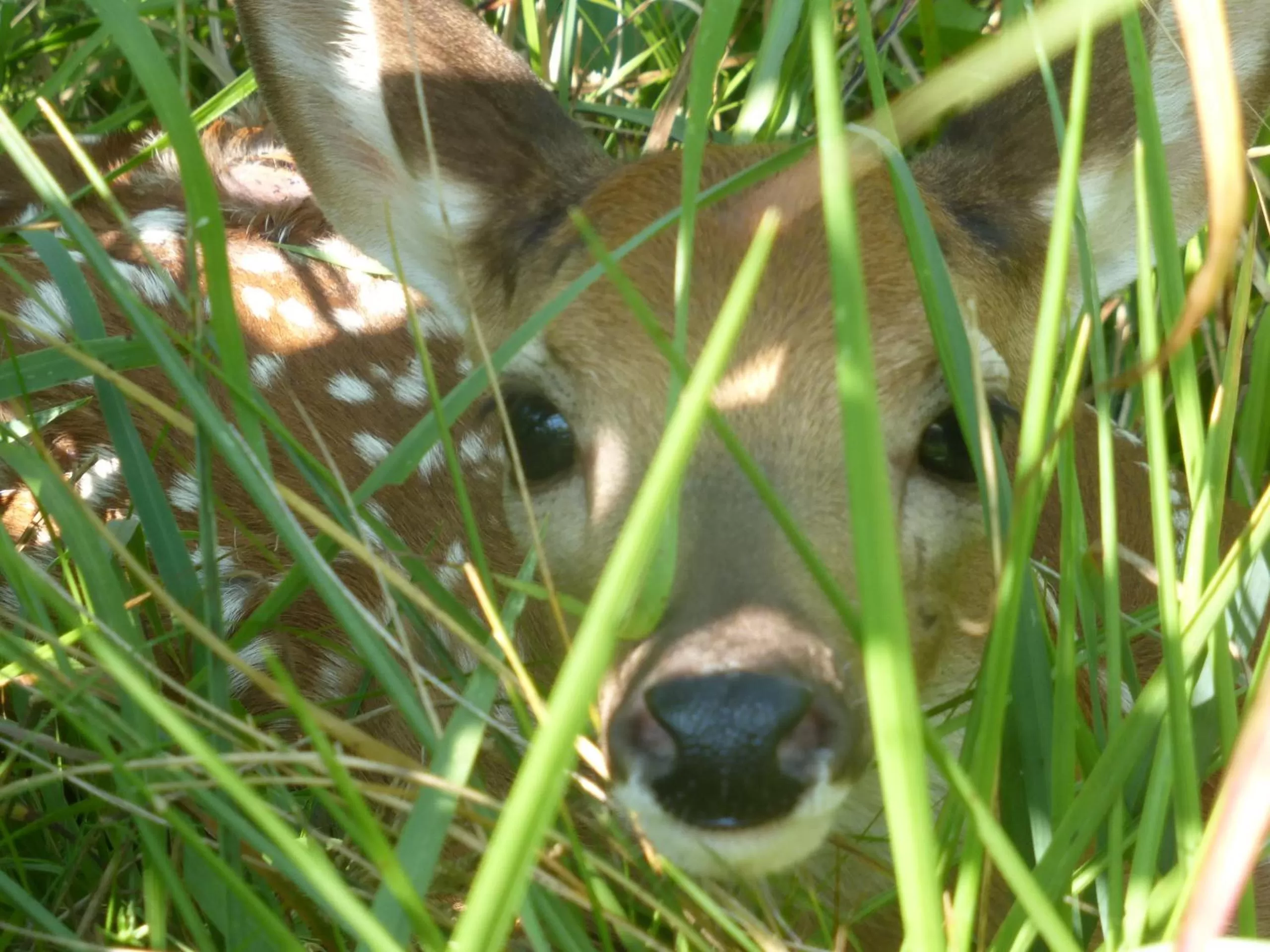 Animals in Mulberry Lavender Farm and B&B