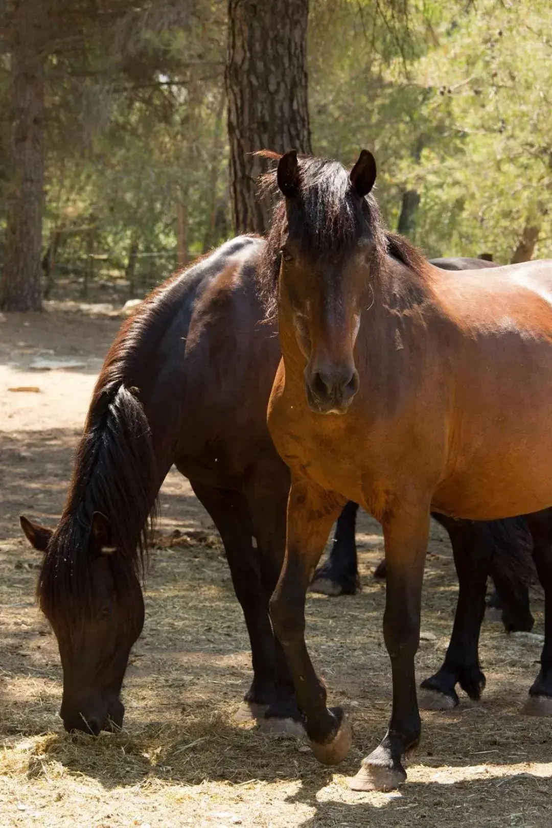 Pets, Other Animals in La Villa Vicha, The Originals Relais