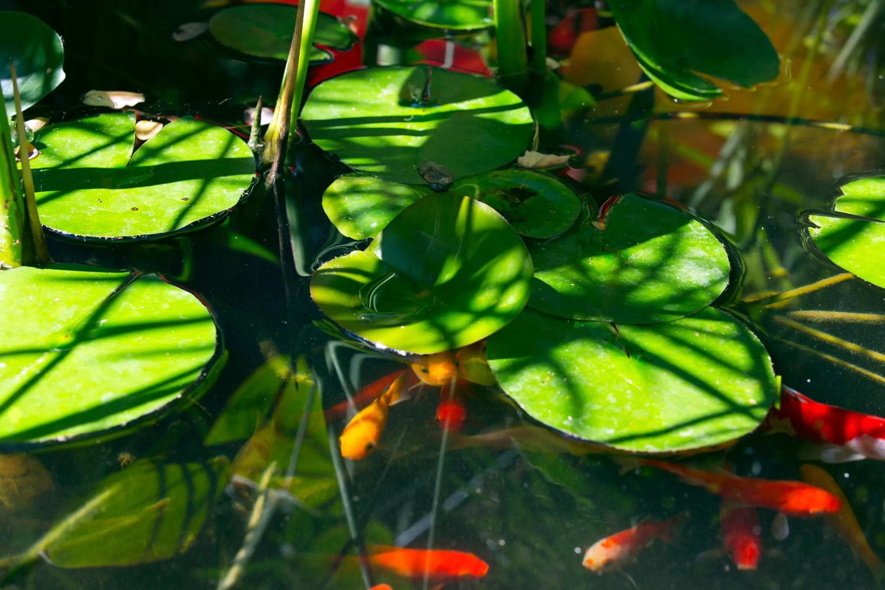 Garden in Hotel des Arceaux