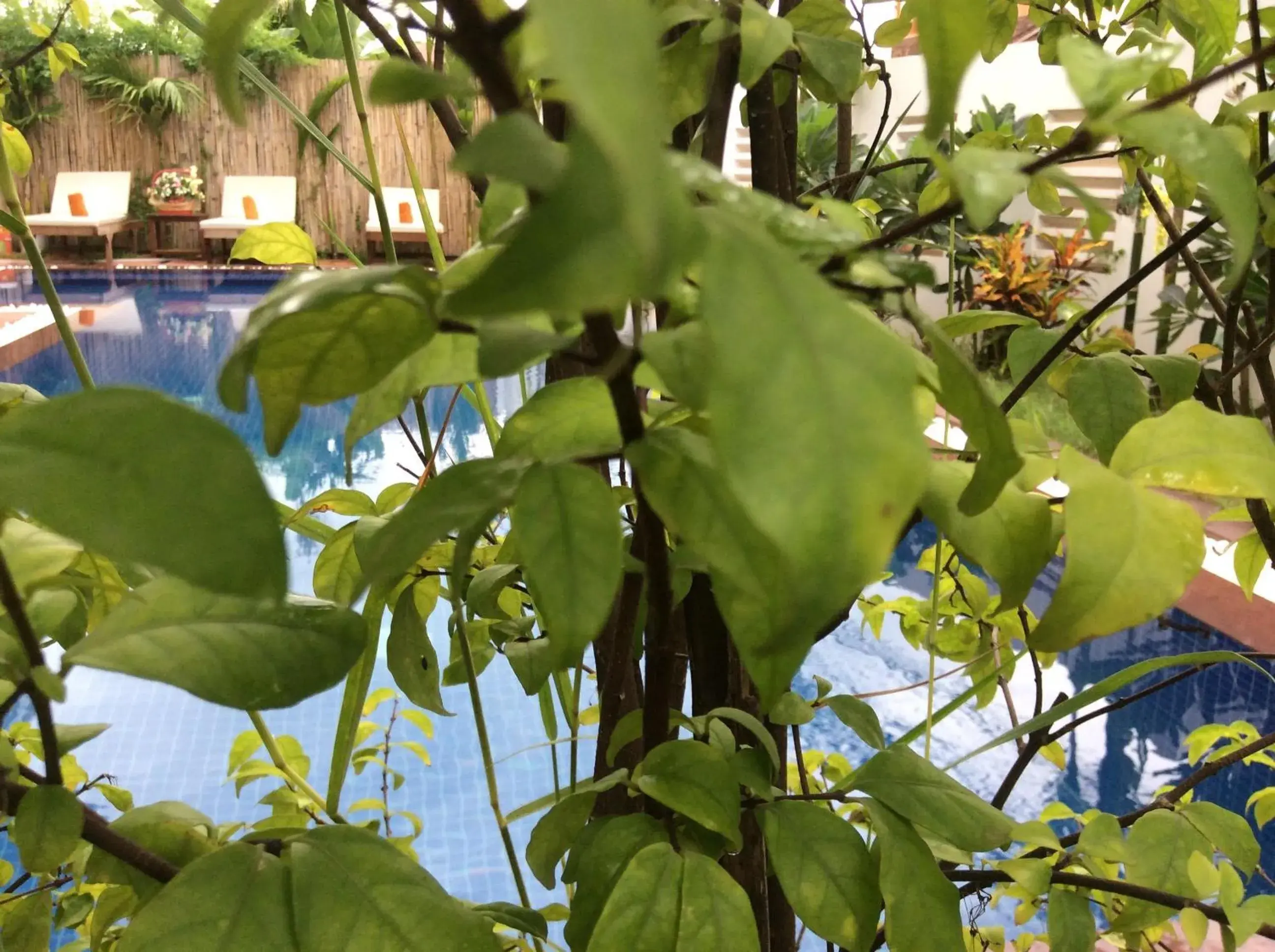 Garden, Swimming Pool in King Boutique Hotel