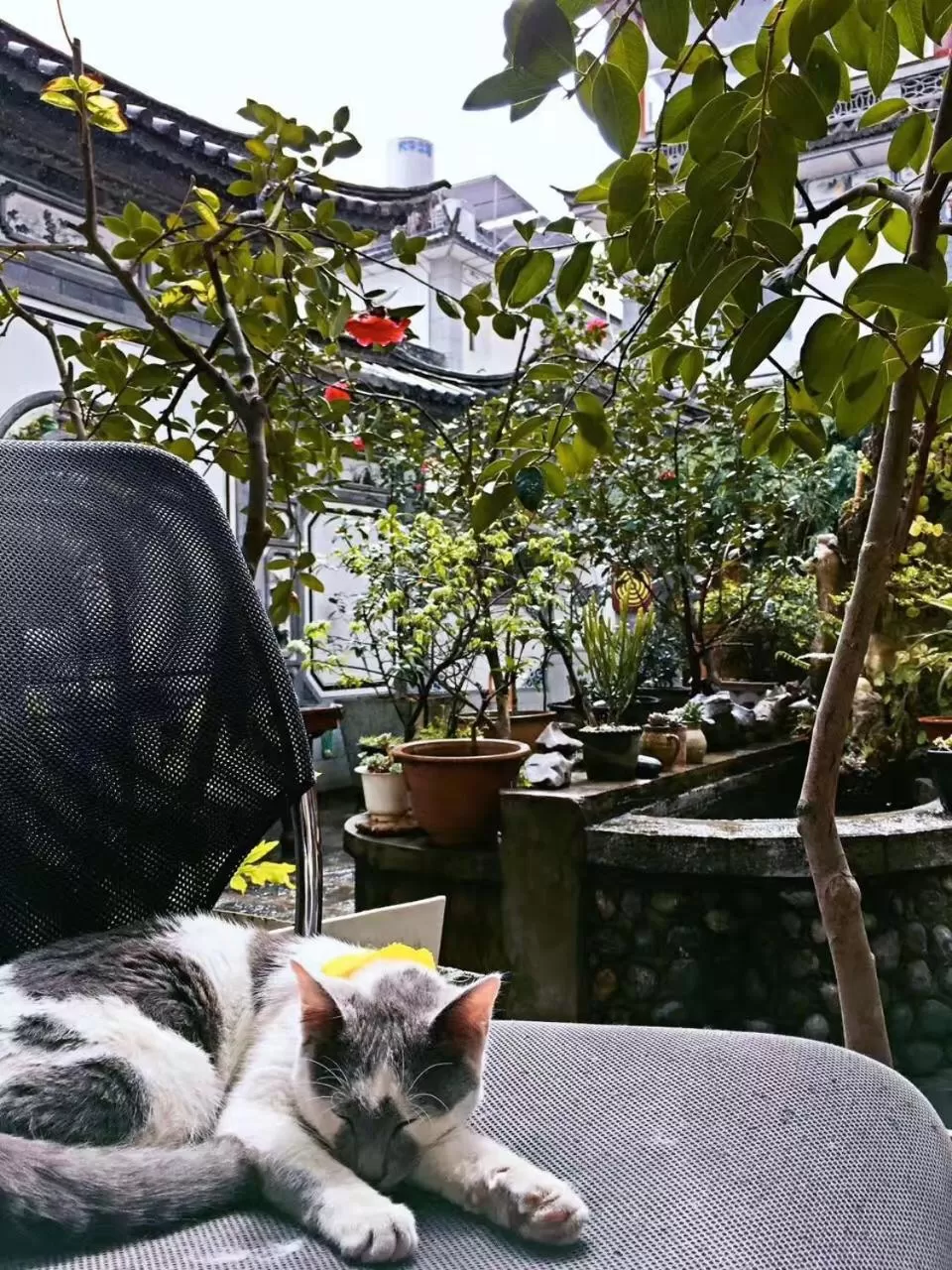 Pets in The Lily Pad Inn