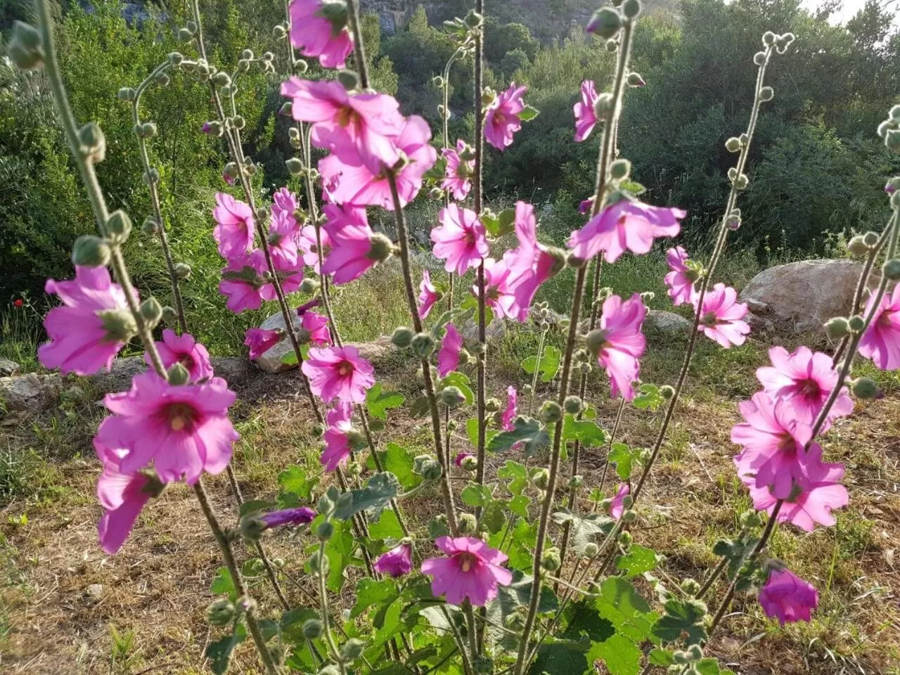 Garden in Above the Sea