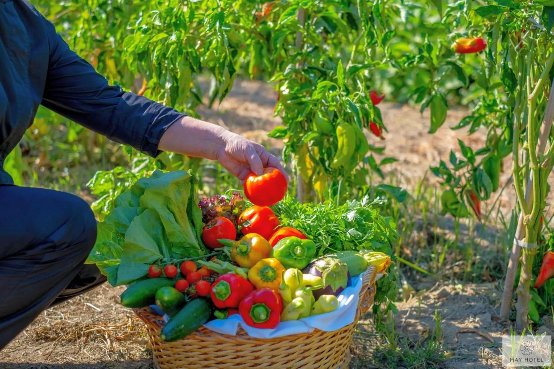 Food in May Beach Hotel