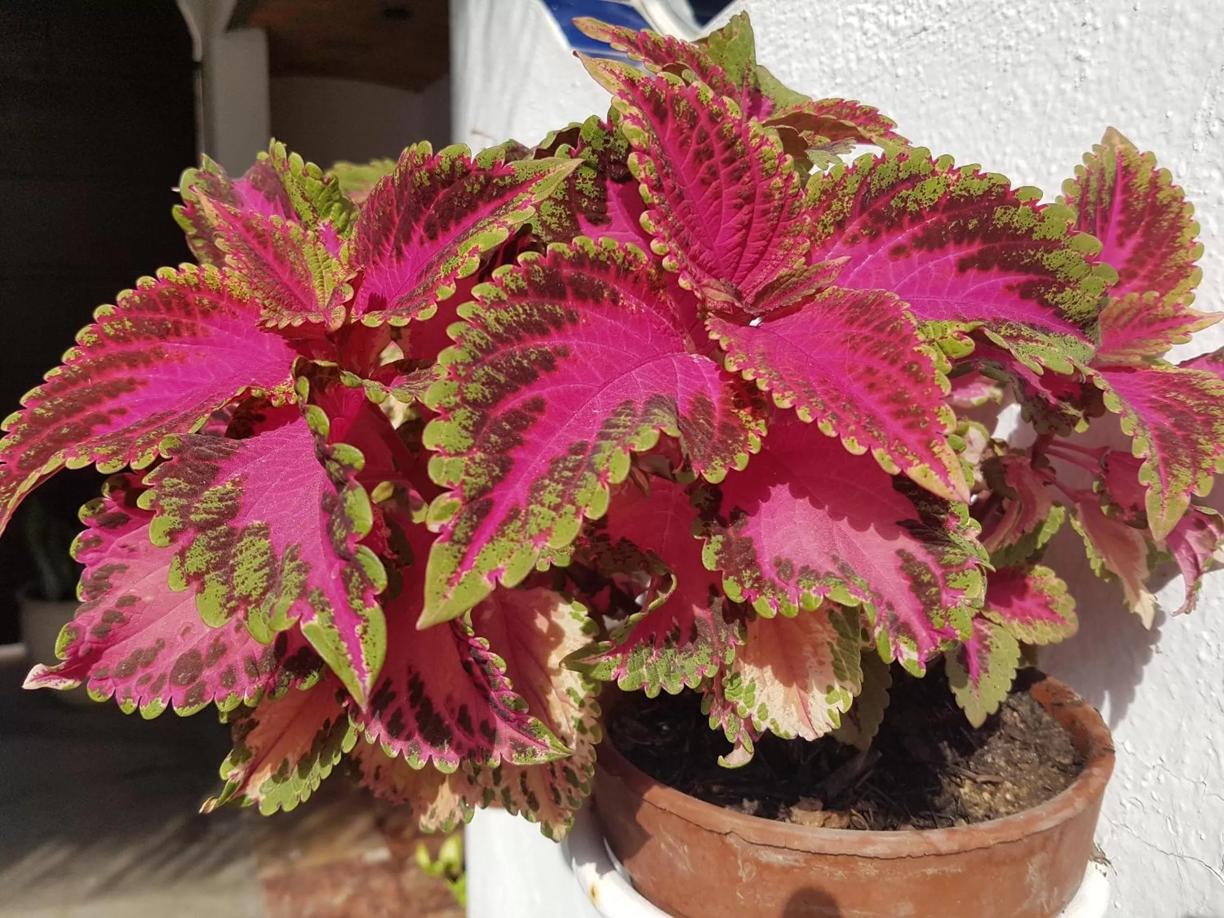 Garden view in Los Milagros Hotel