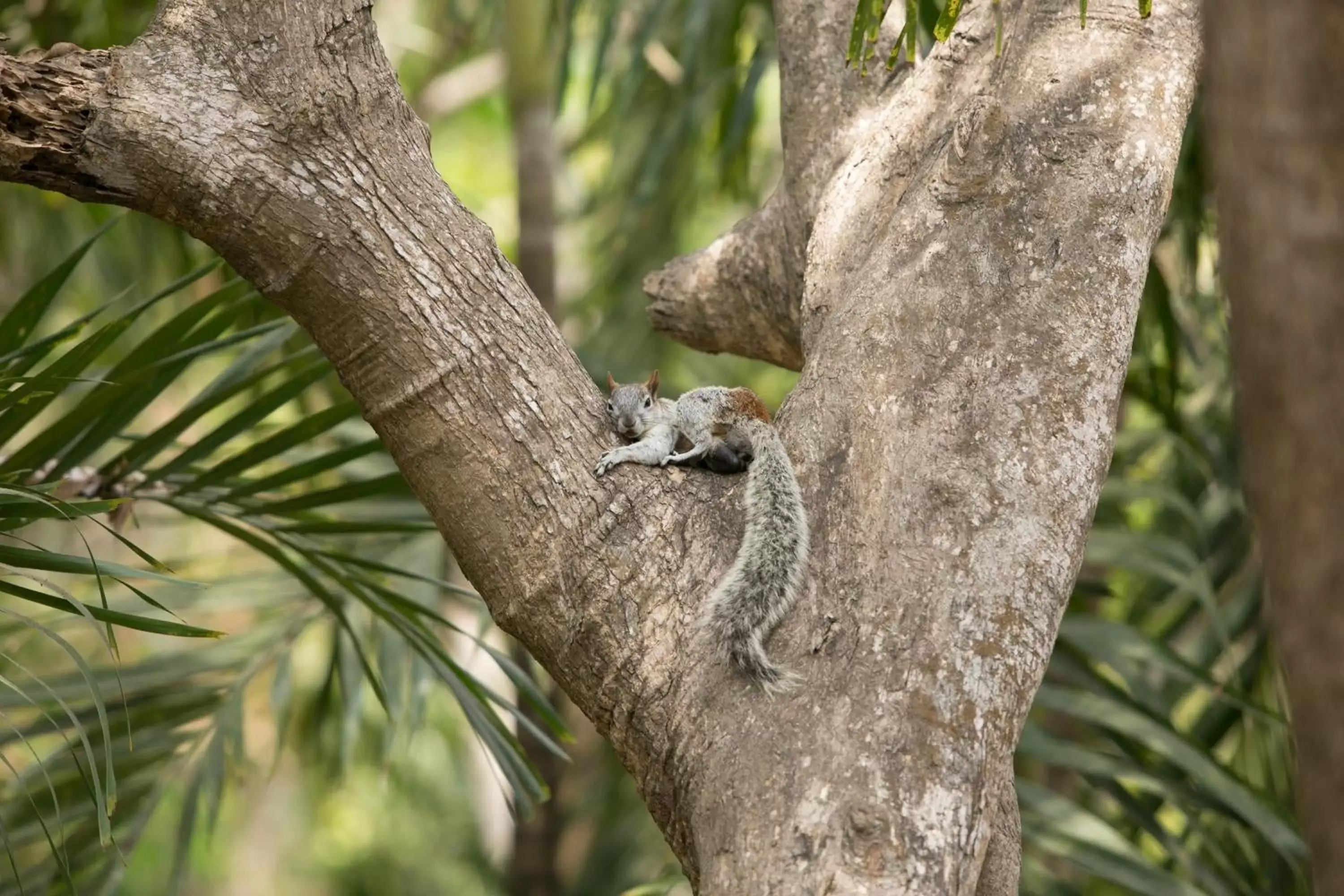 Animals, Other Animals in Pacifica Resort Ixtapa