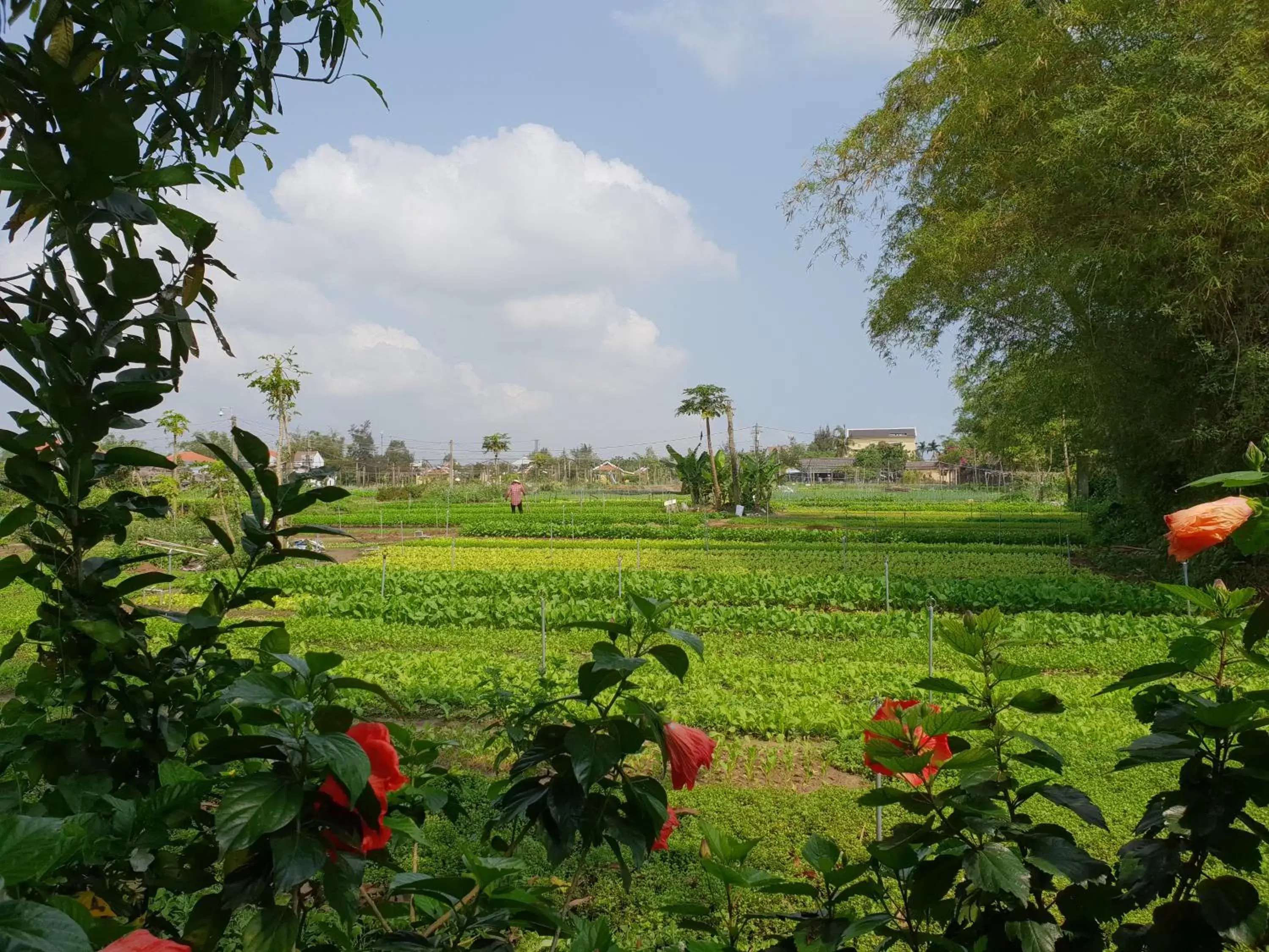 Garden in Hoi an Osaka Riverside Villa & Spa