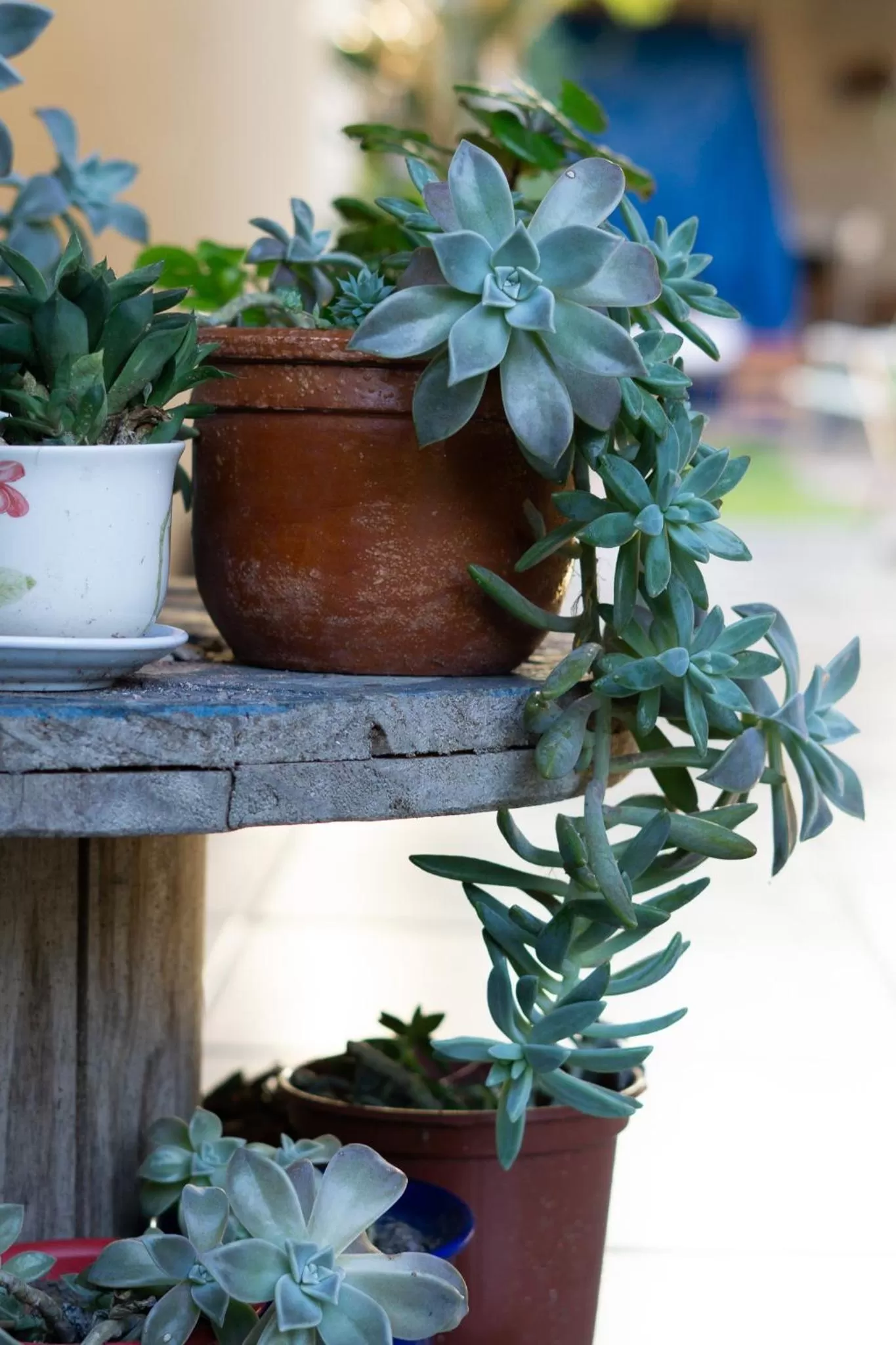 Casa dos Açores Cama e Café