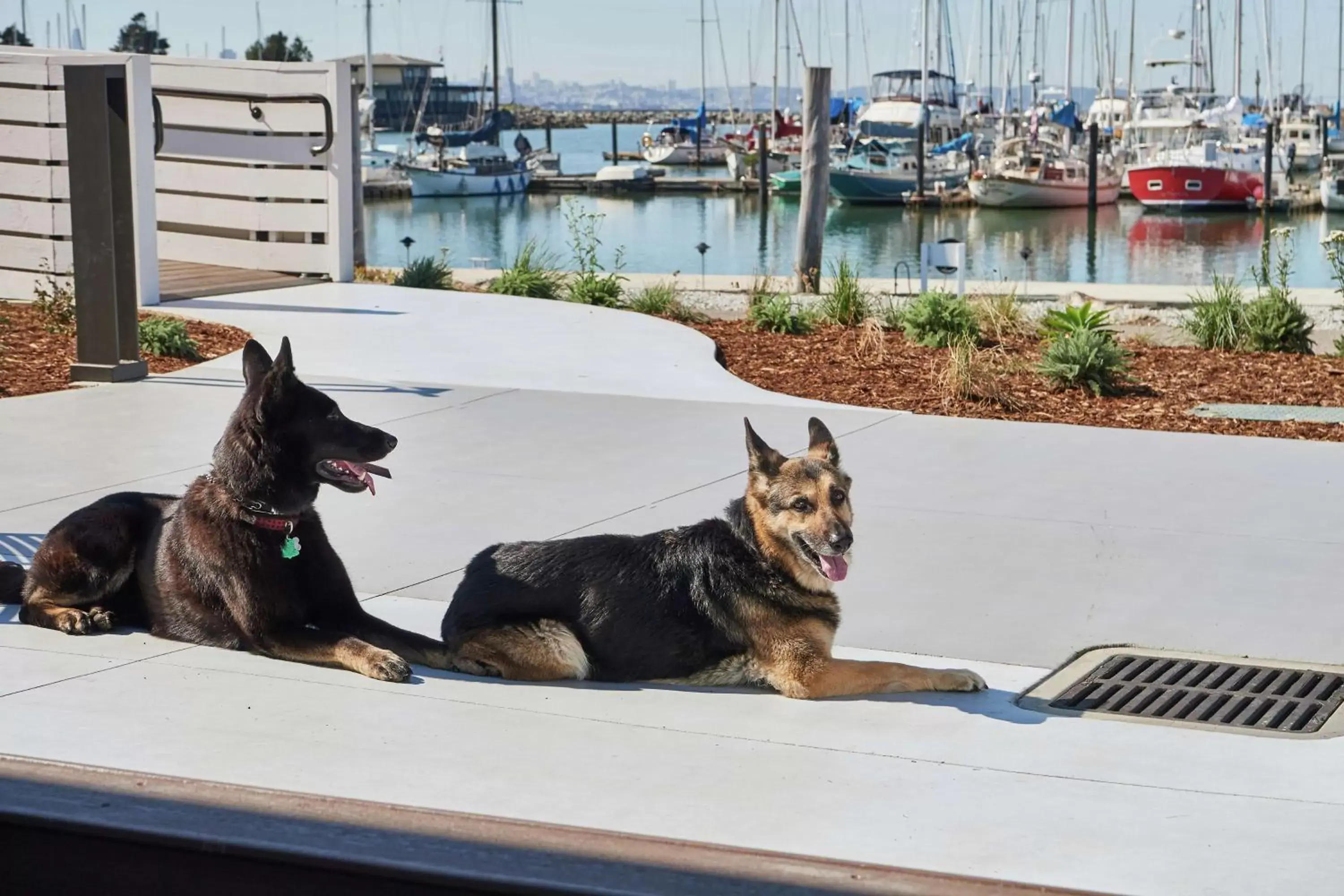 Property building, Pets in DoubleTree by Hilton Hotel Berkeley Marina