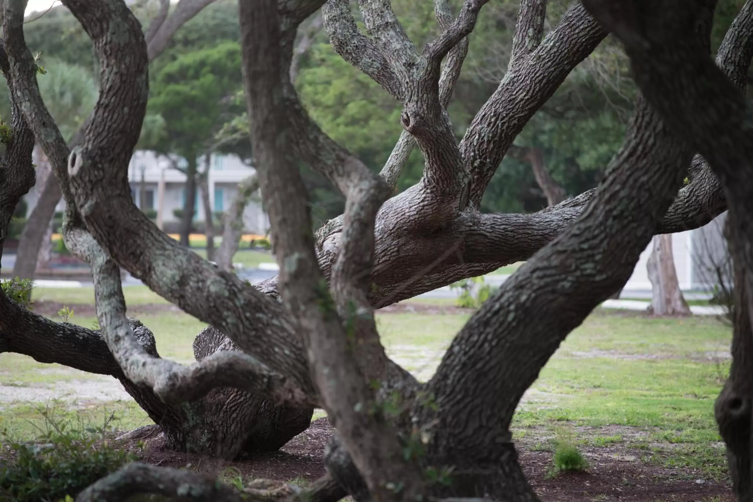 Area and facilities, Garden in Atlantic Beach Resort, a Ramada by Wyndham