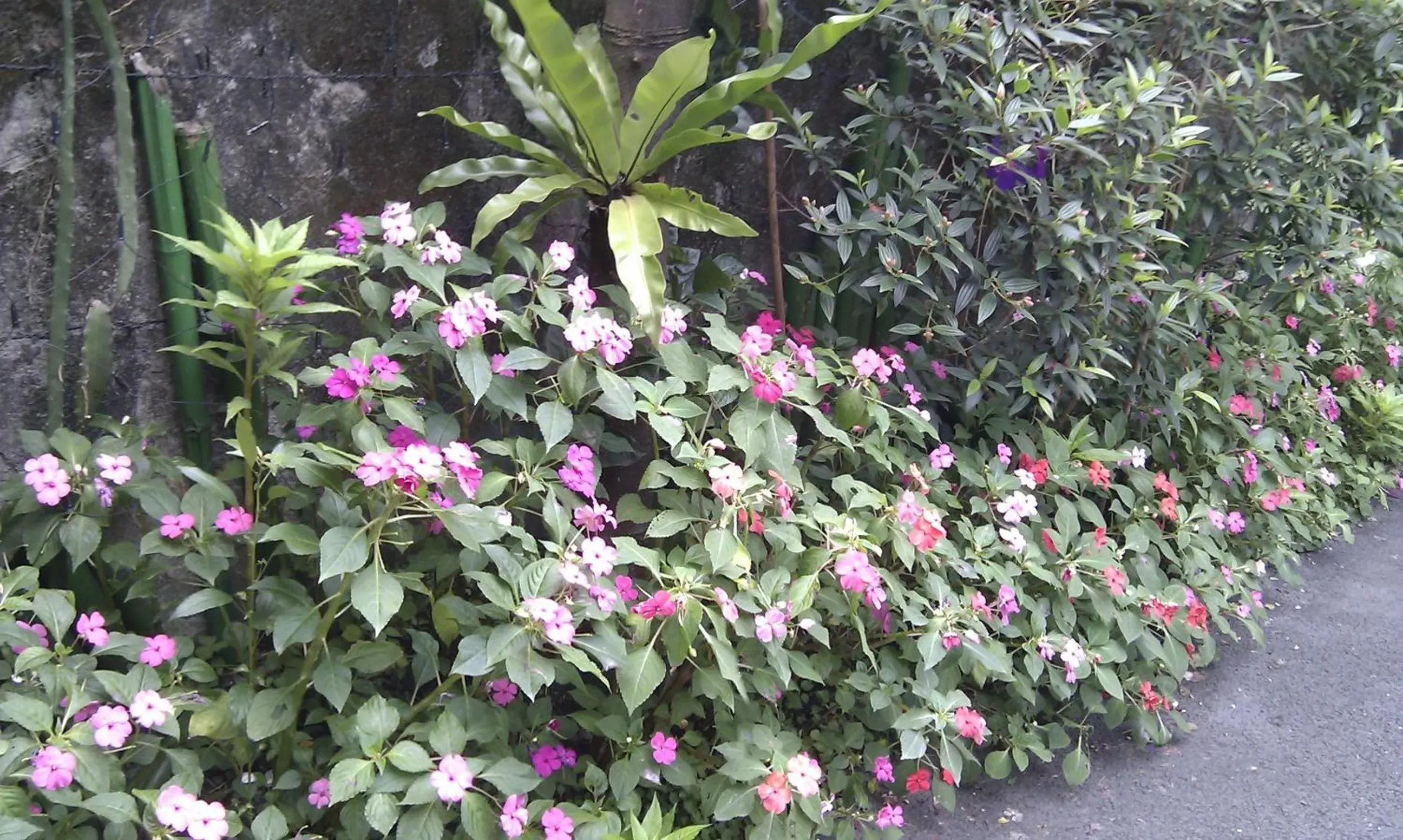 Decorative detail, Garden in King Town Hotel