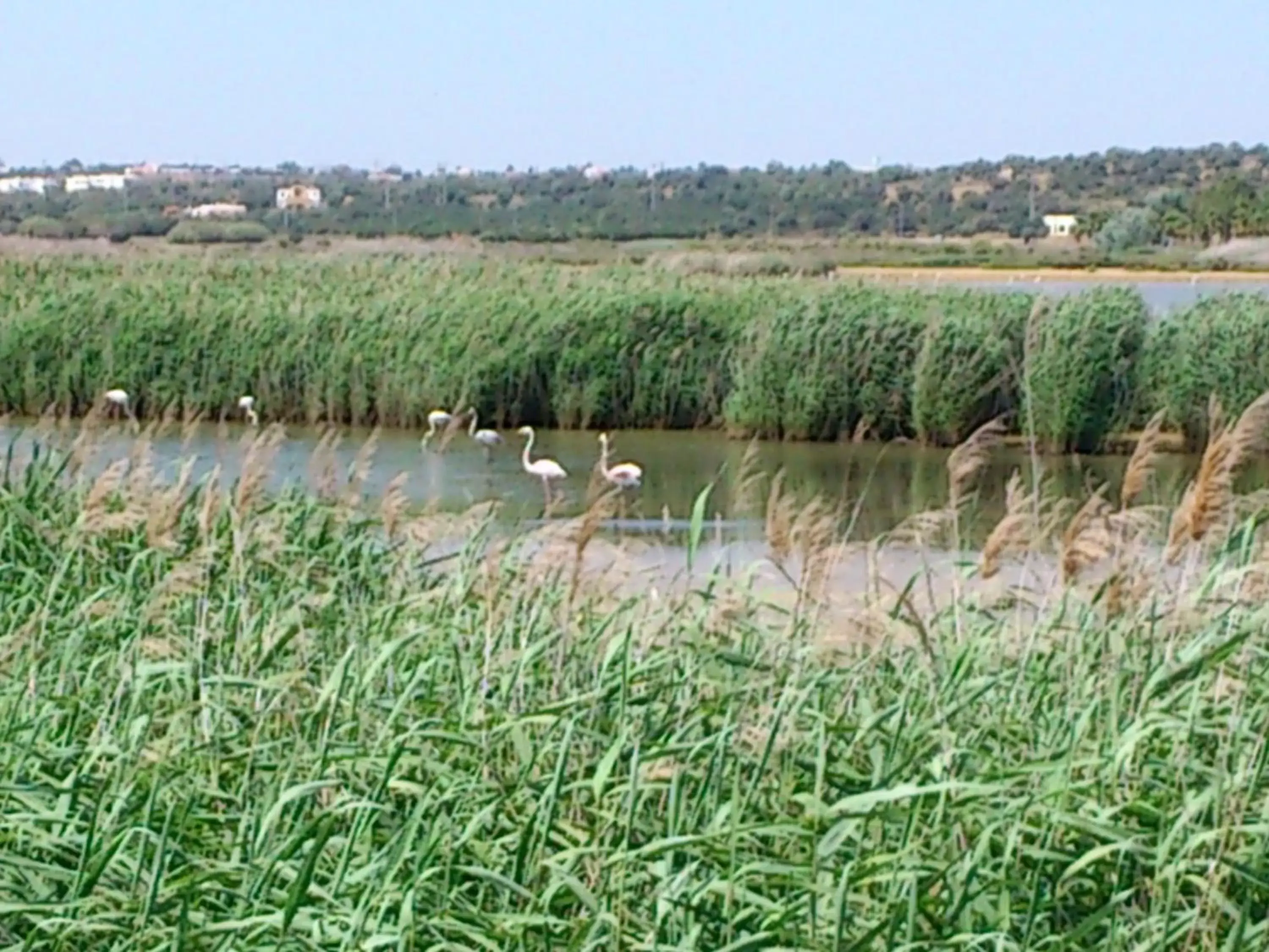 Area and facilities, Other Animals in Bayside Salgados