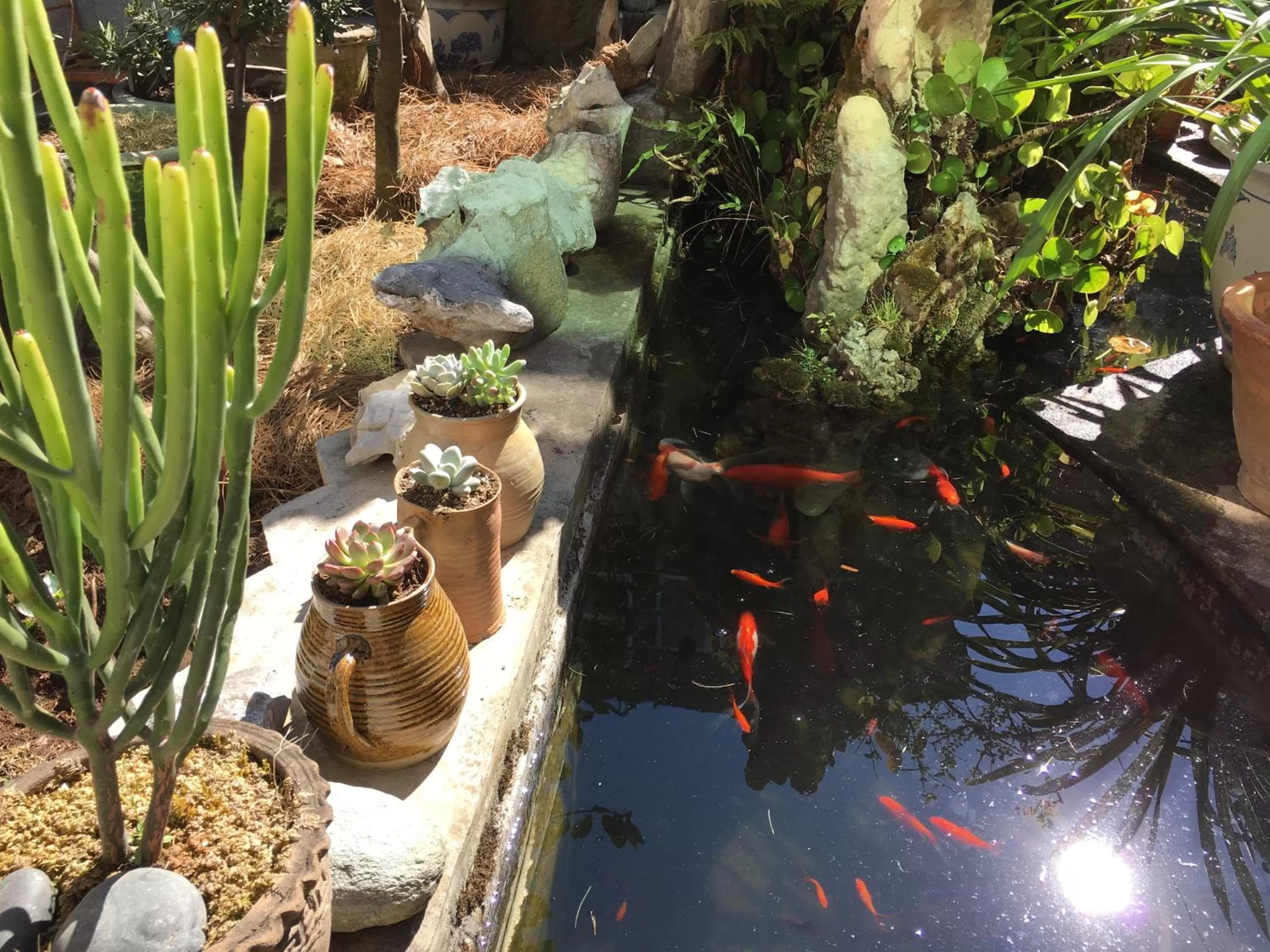 Garden view in The Lily Pad Inn