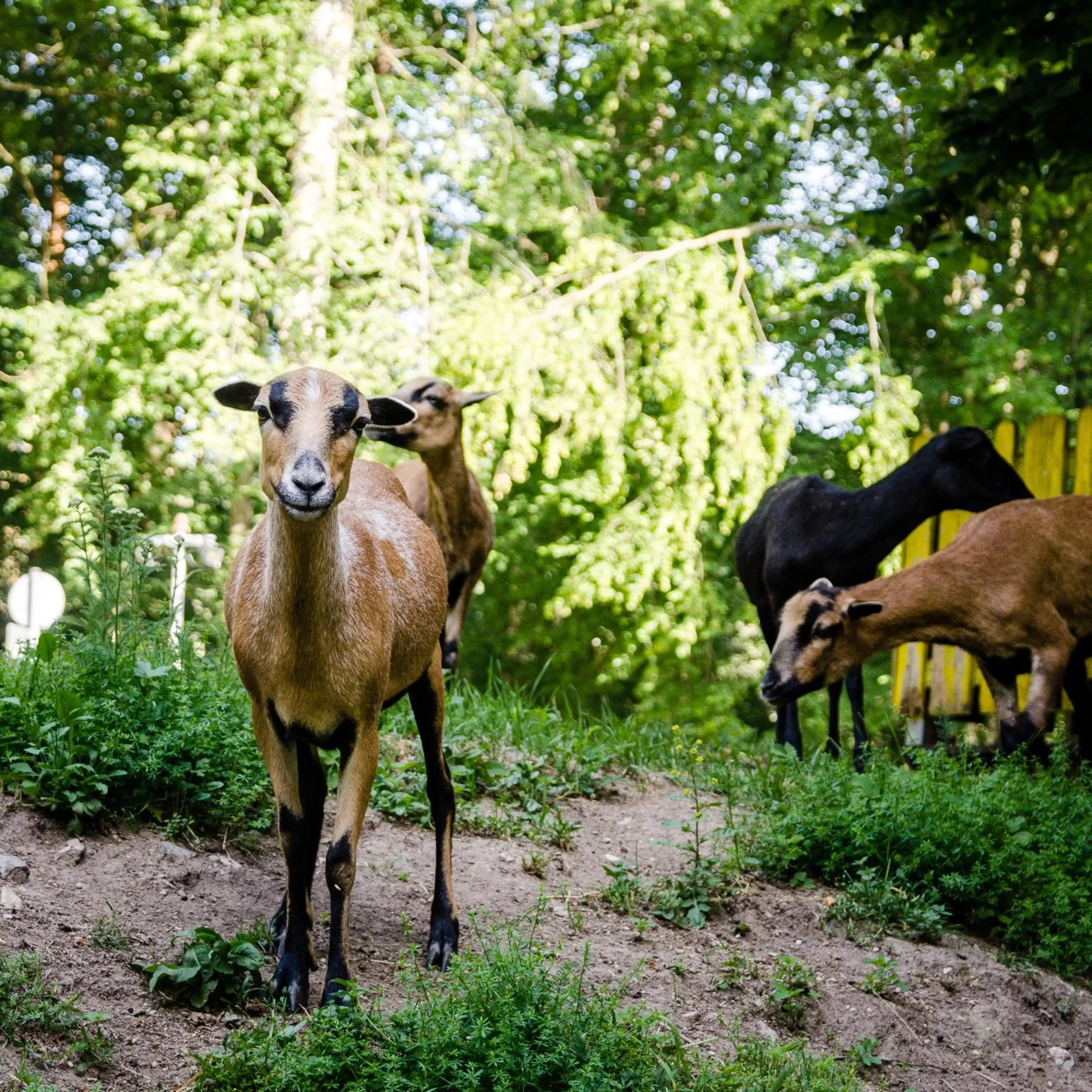 Animals in Wallfahrts-Gaststätte Heilbrünnl