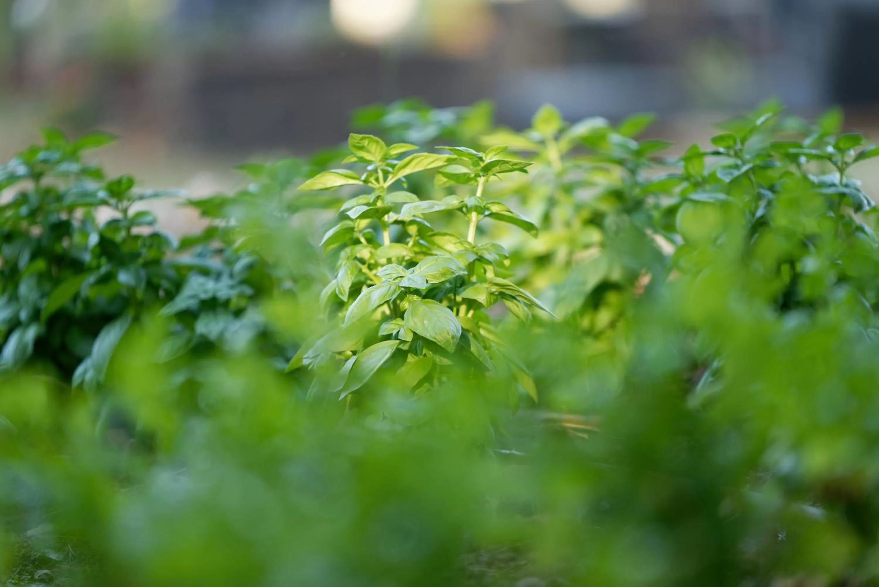 Natural landscape in Domaine la Pierre Blanche