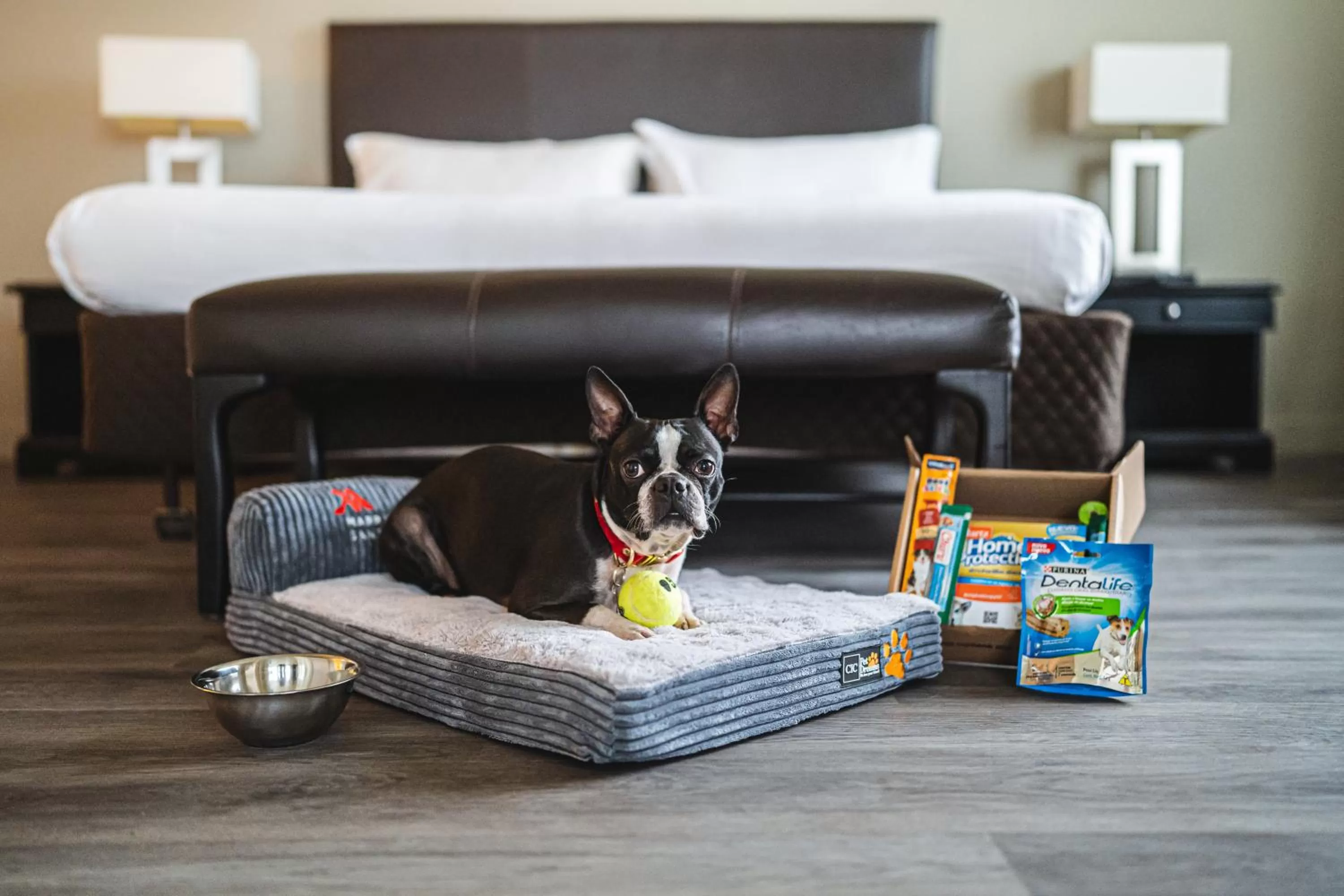 Pets, Bed in Santiago Marriott Hotel