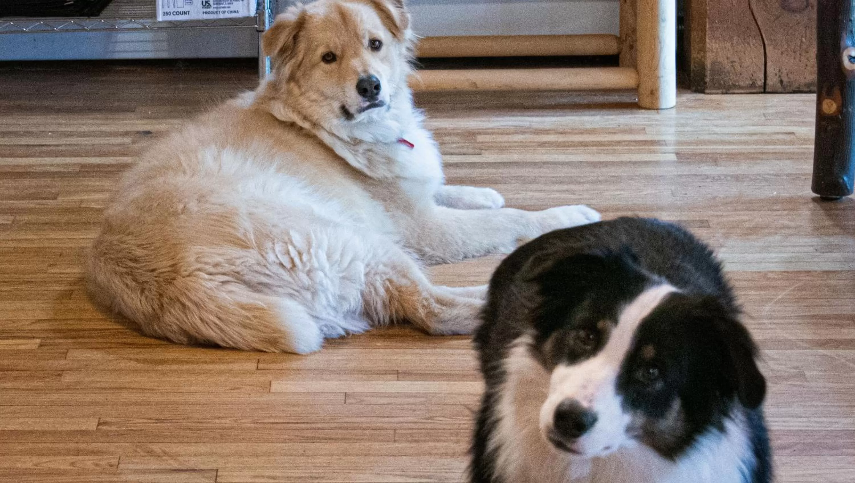 Pets in North Creek Lodge at Gore Mountain