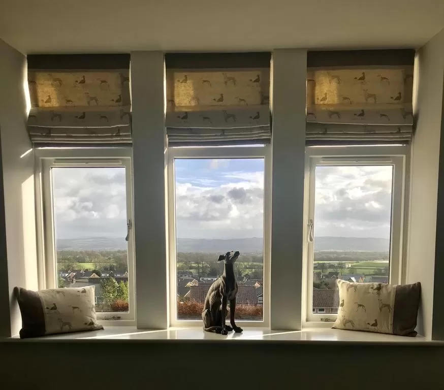 Mountain View in The Dog Inn