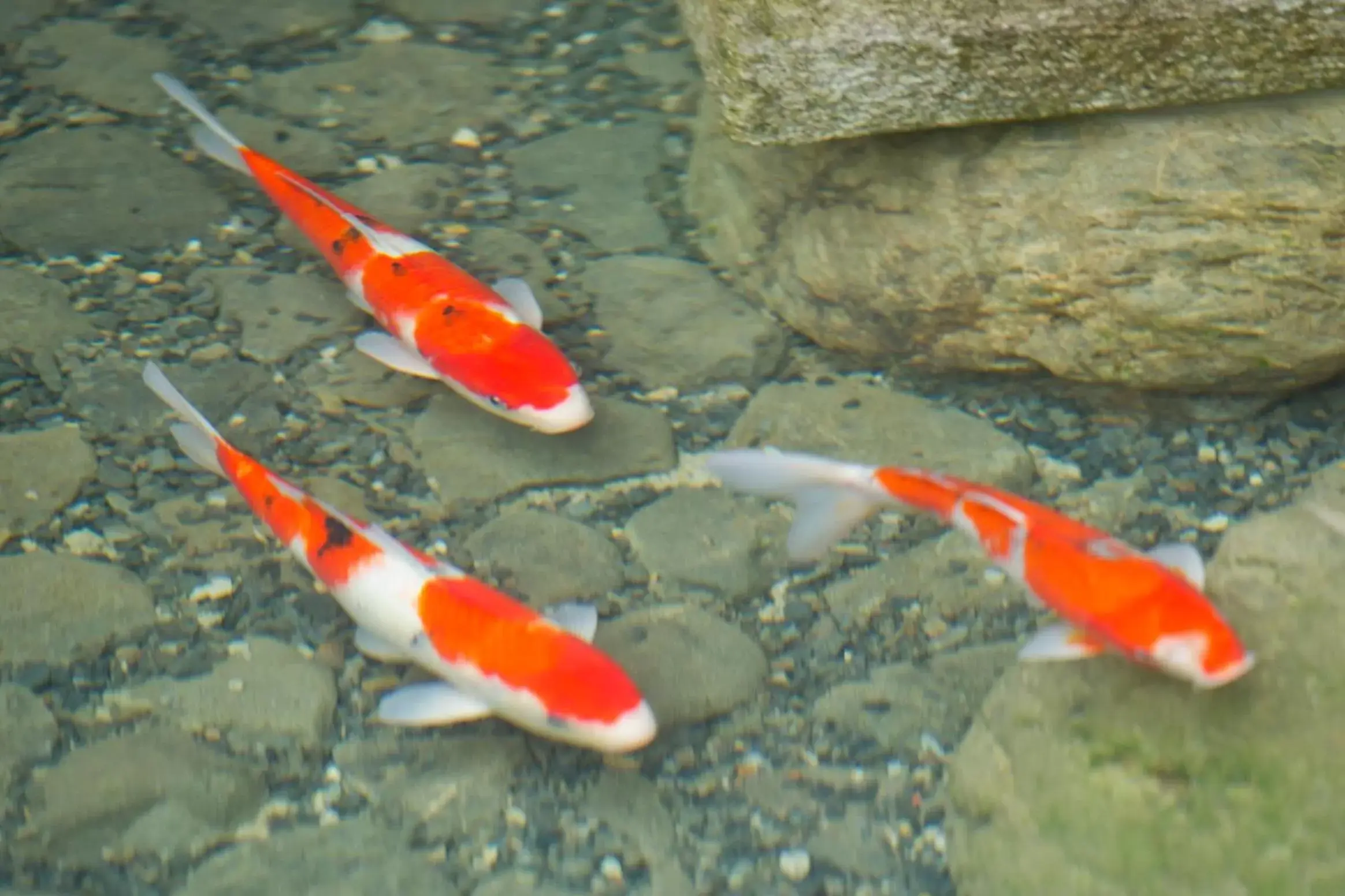 Garden view in Kadensho, Arashiyama Onsen, Kyoto - Kyoritsu Resort Garden view in Kadensho, Arashiyama Onsen, Kyoto - Kyoritsu Resort