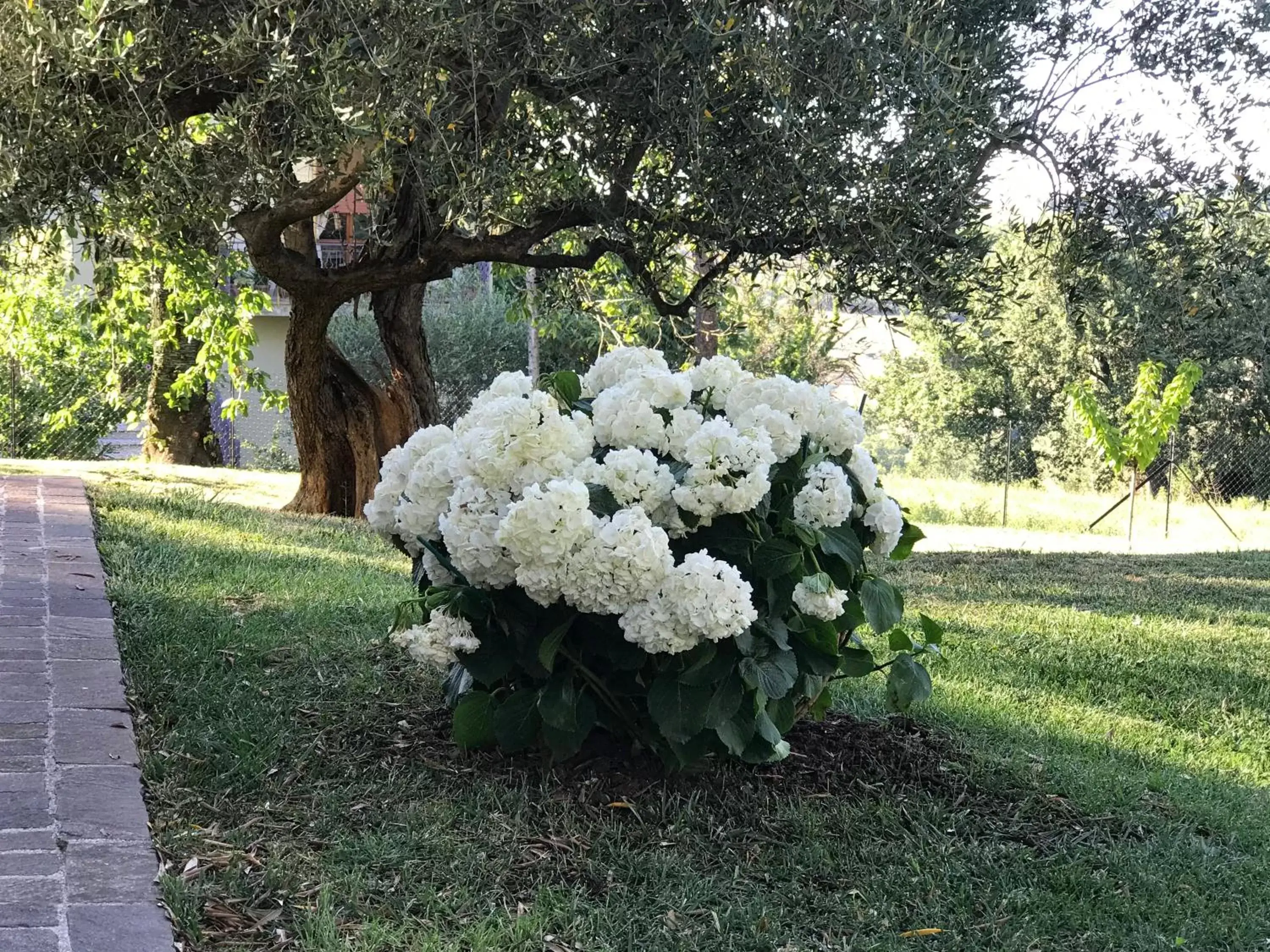 Garden in Antica Fonte holiday home