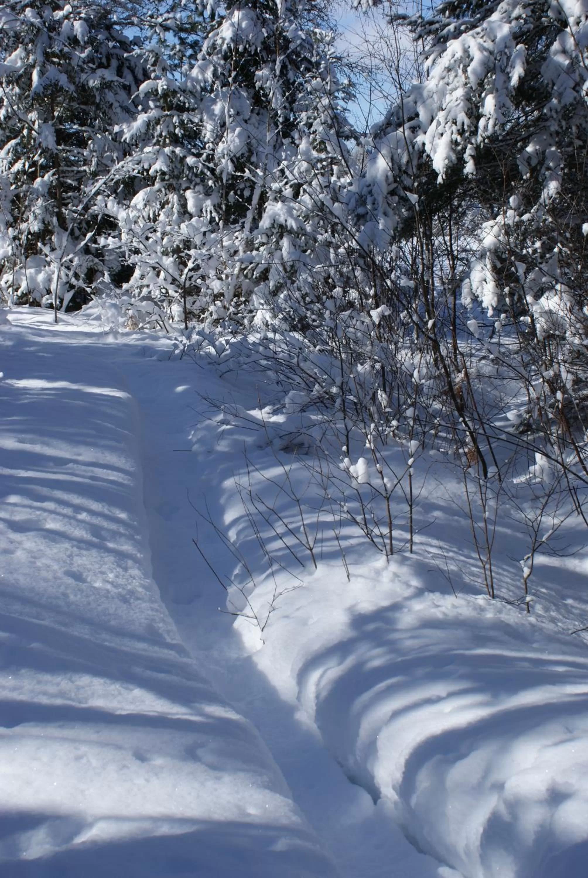 Winter in Top of Algonquin Bed and Breakfast