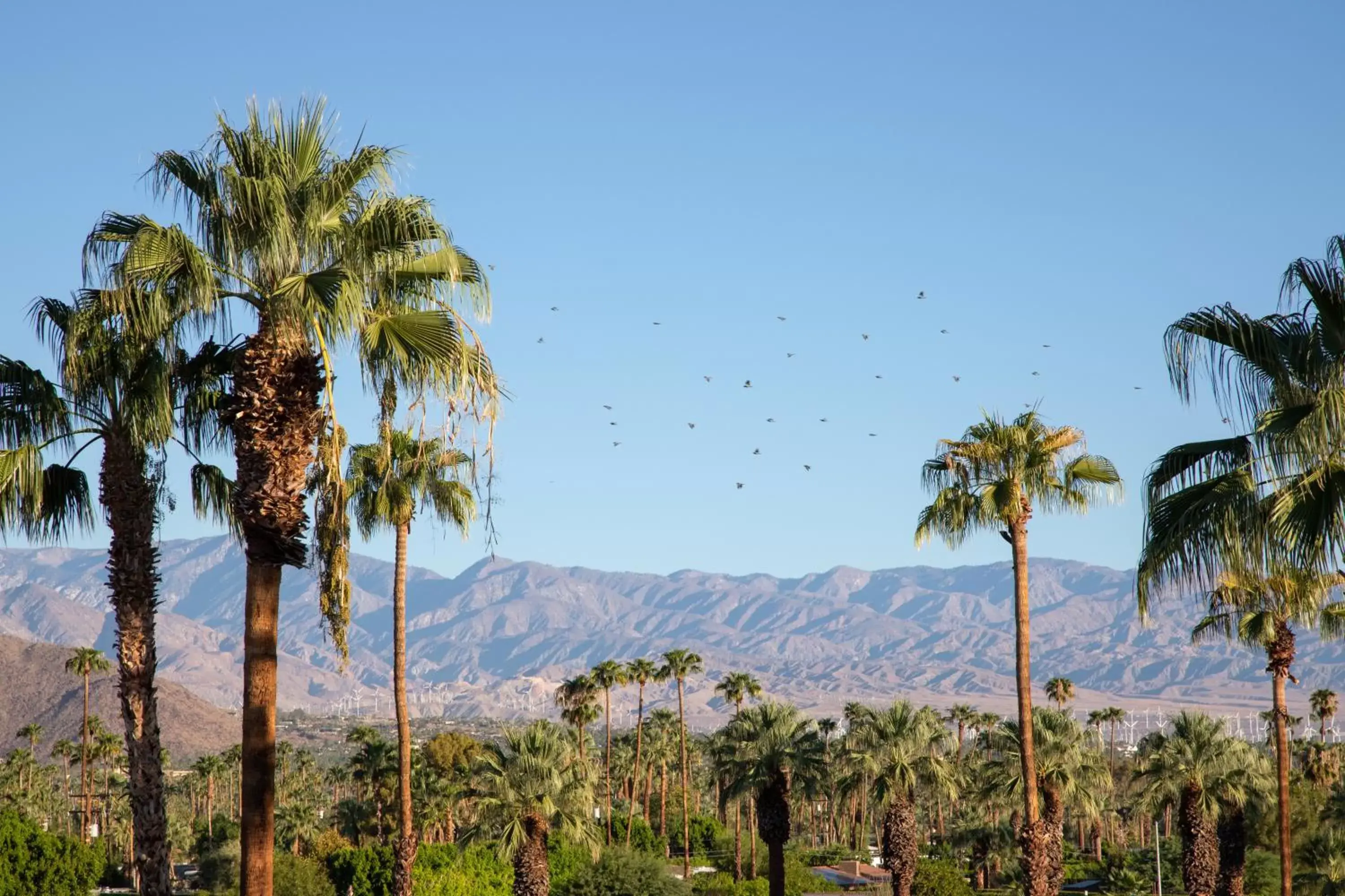 Mountain view in The Saguaro Palm Springs