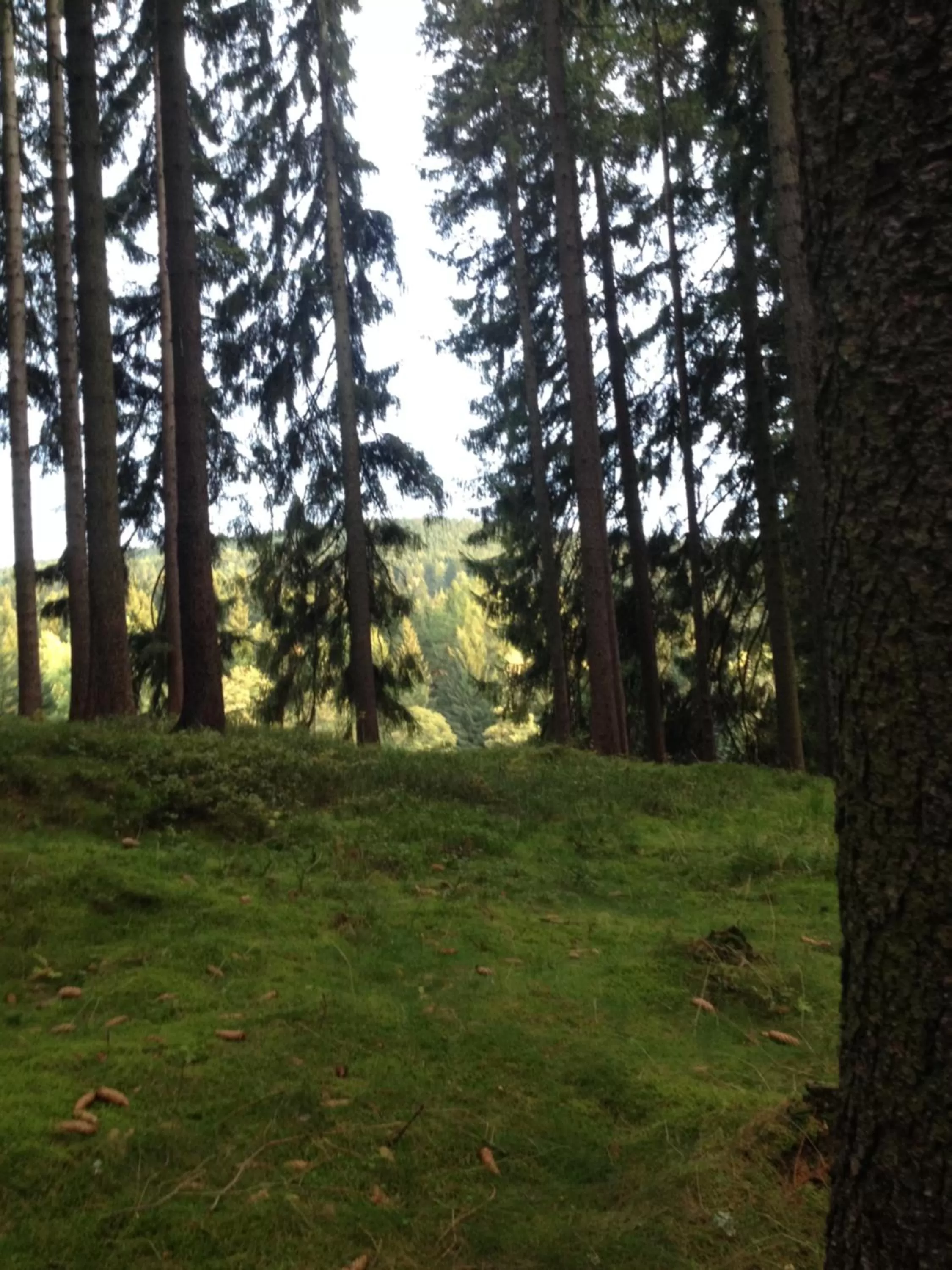 Natural landscape in Pension U Jelinka