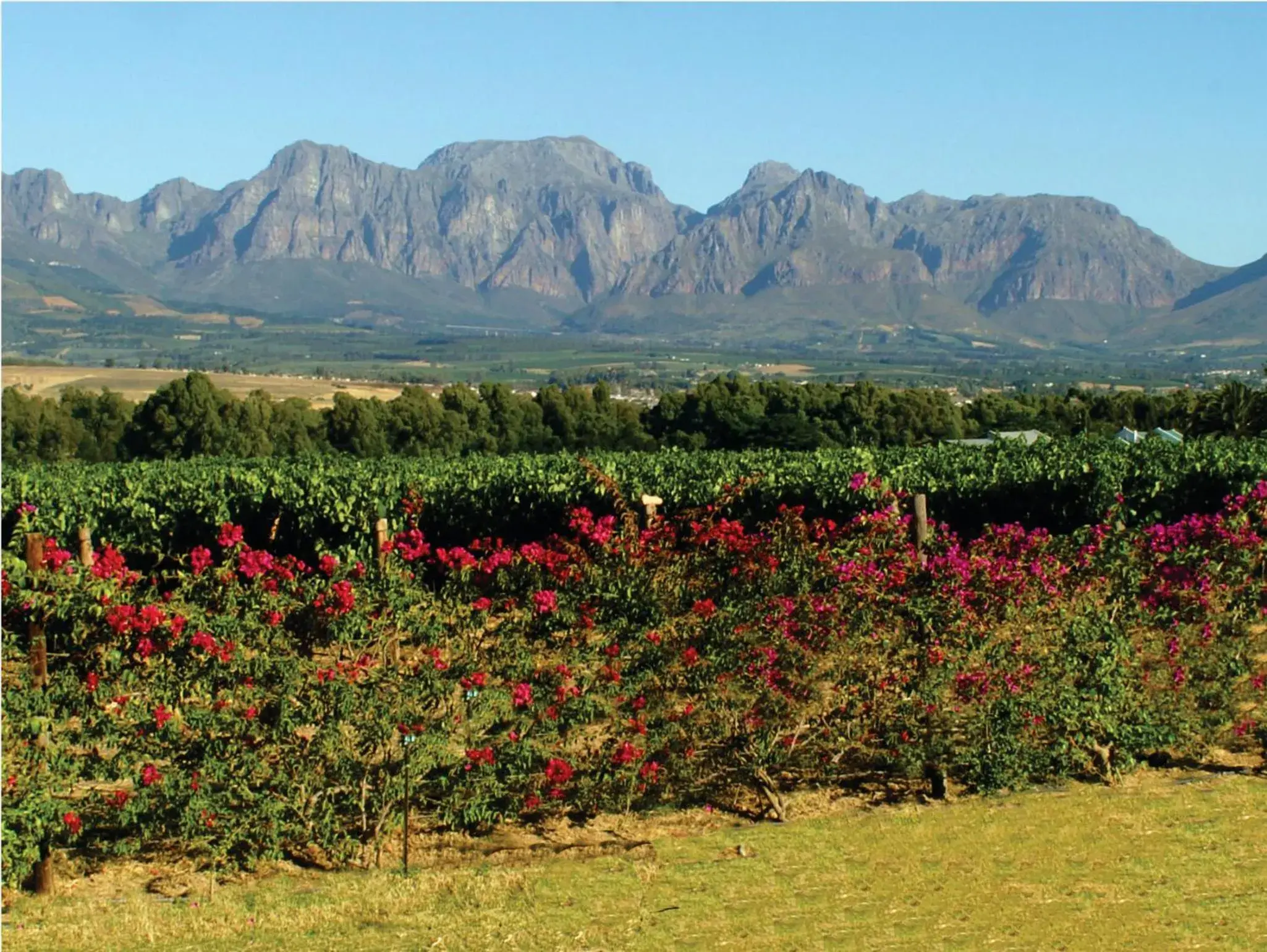 Area and facilities, Natural Landscape in Cana Vineyard Guesthouse