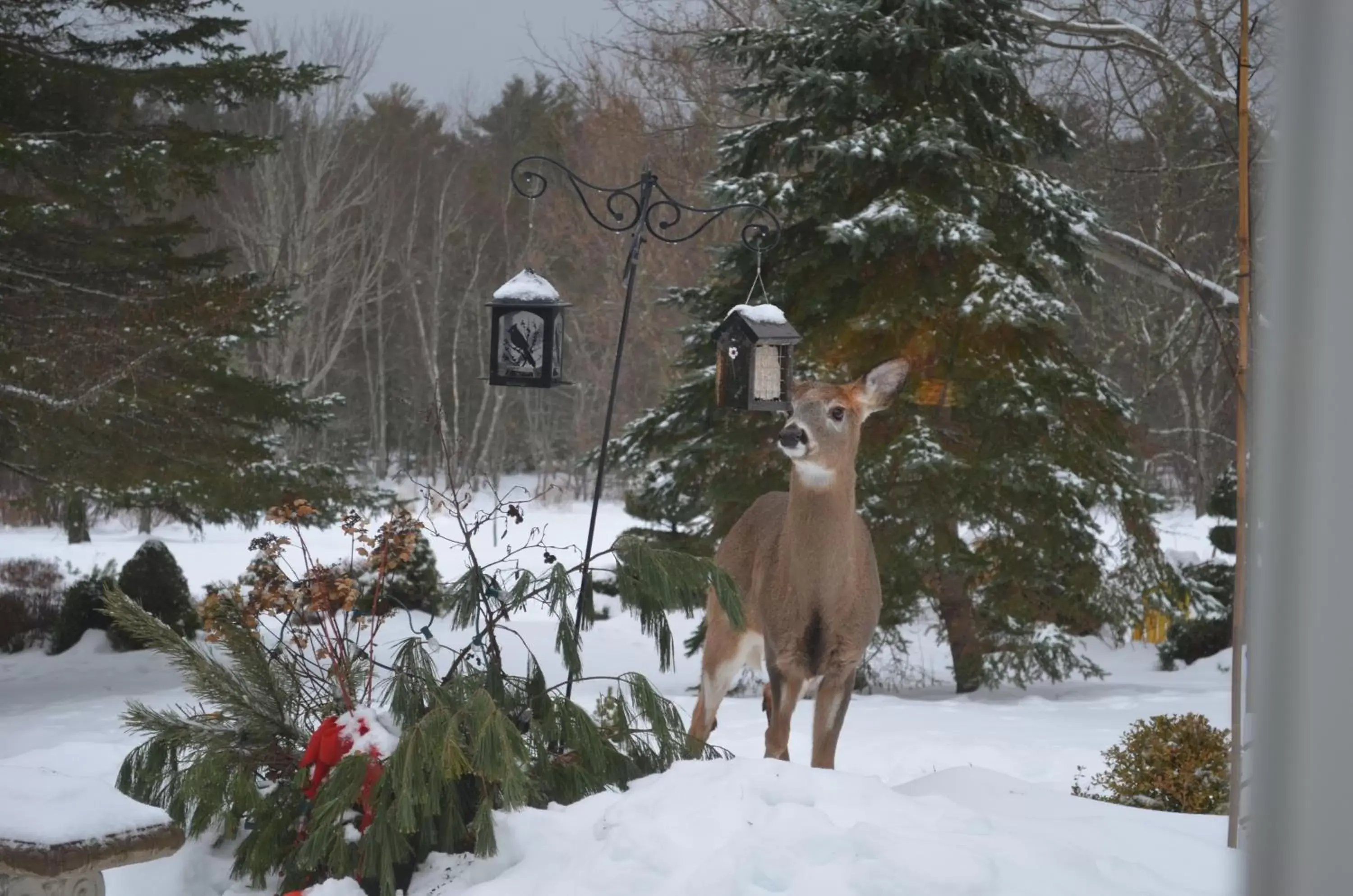 Winter in Briarwood Bed & Breakfast