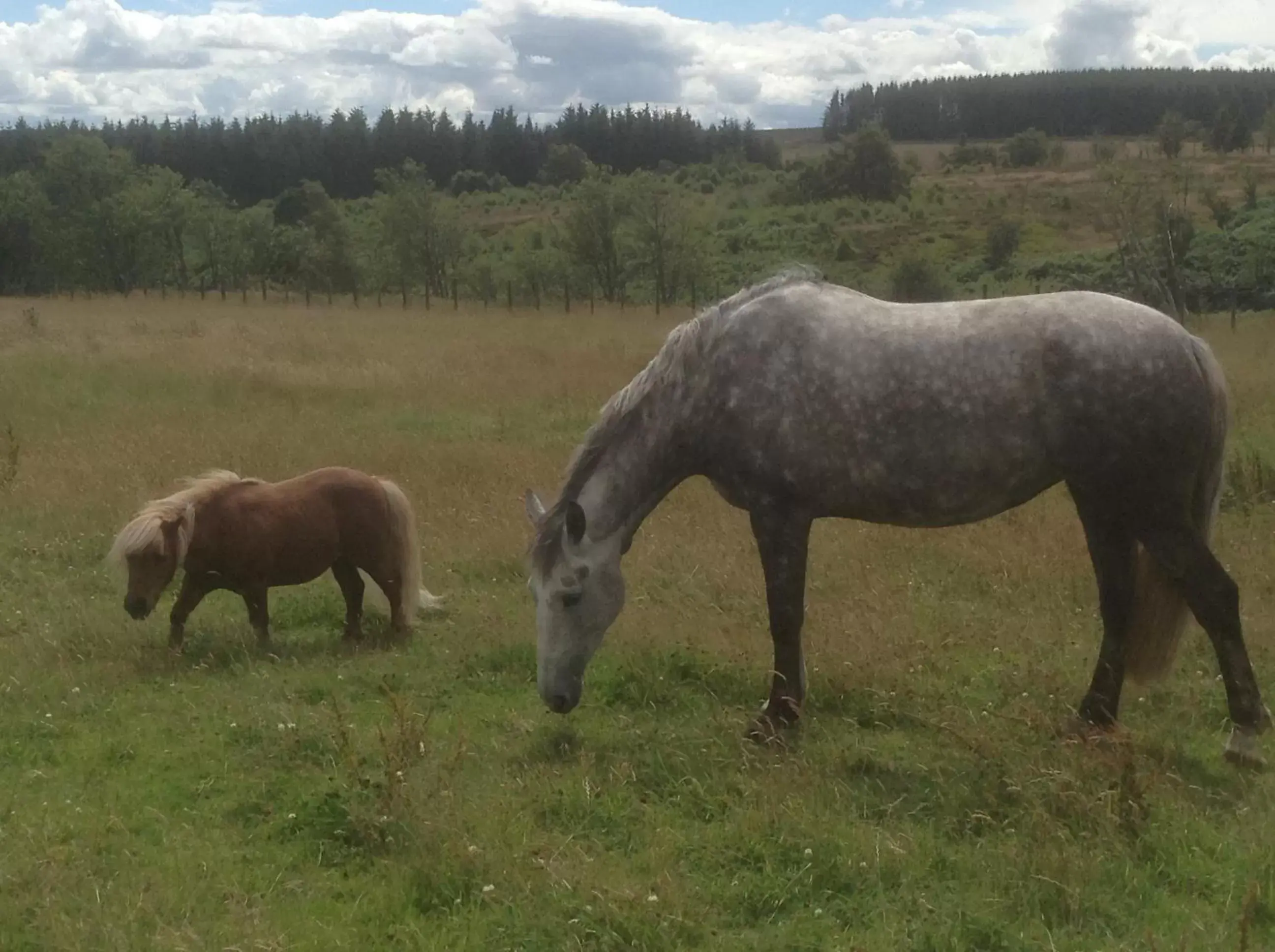 Other Animals in Bonners Lodge