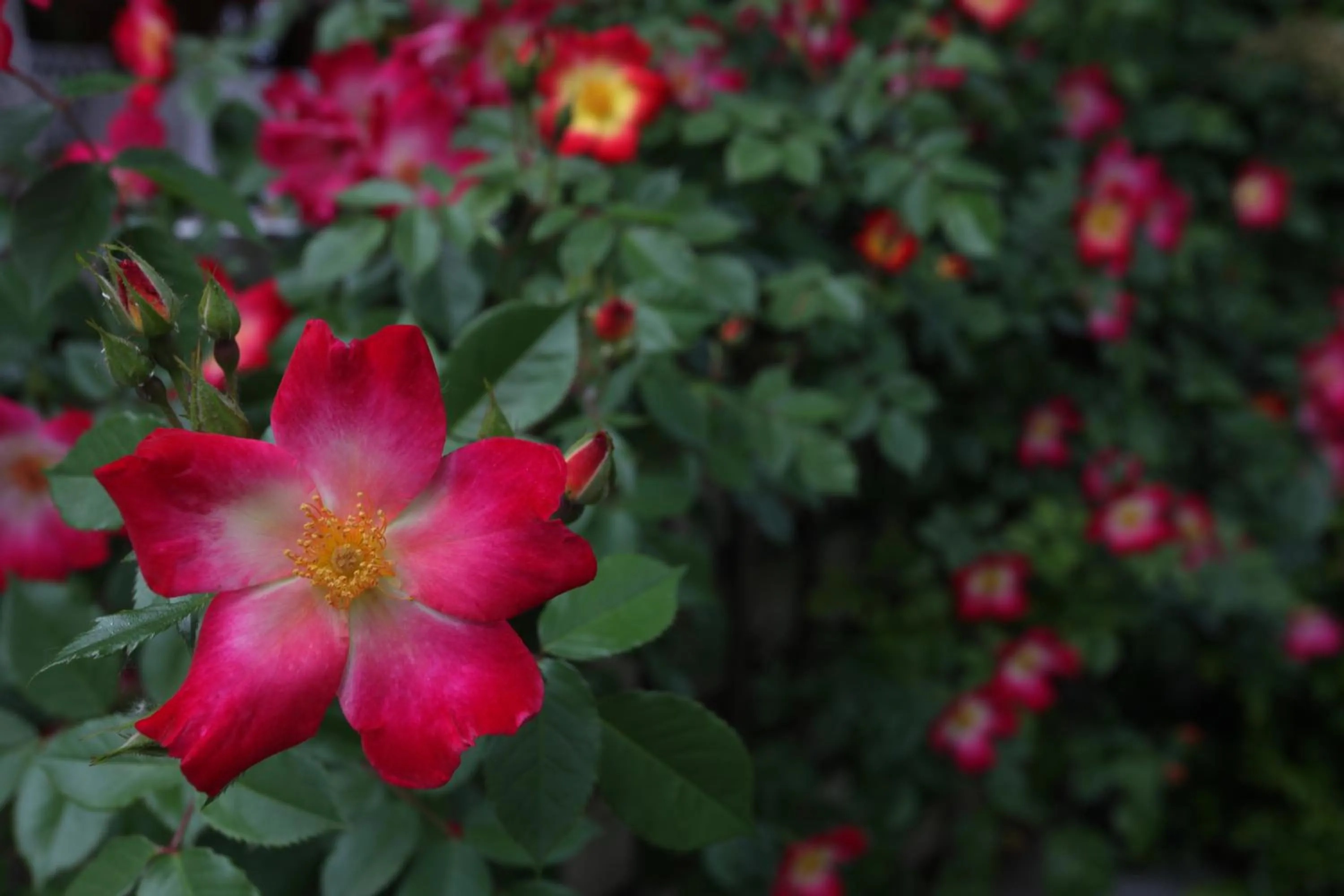 Other in La Quinta de los Cedros