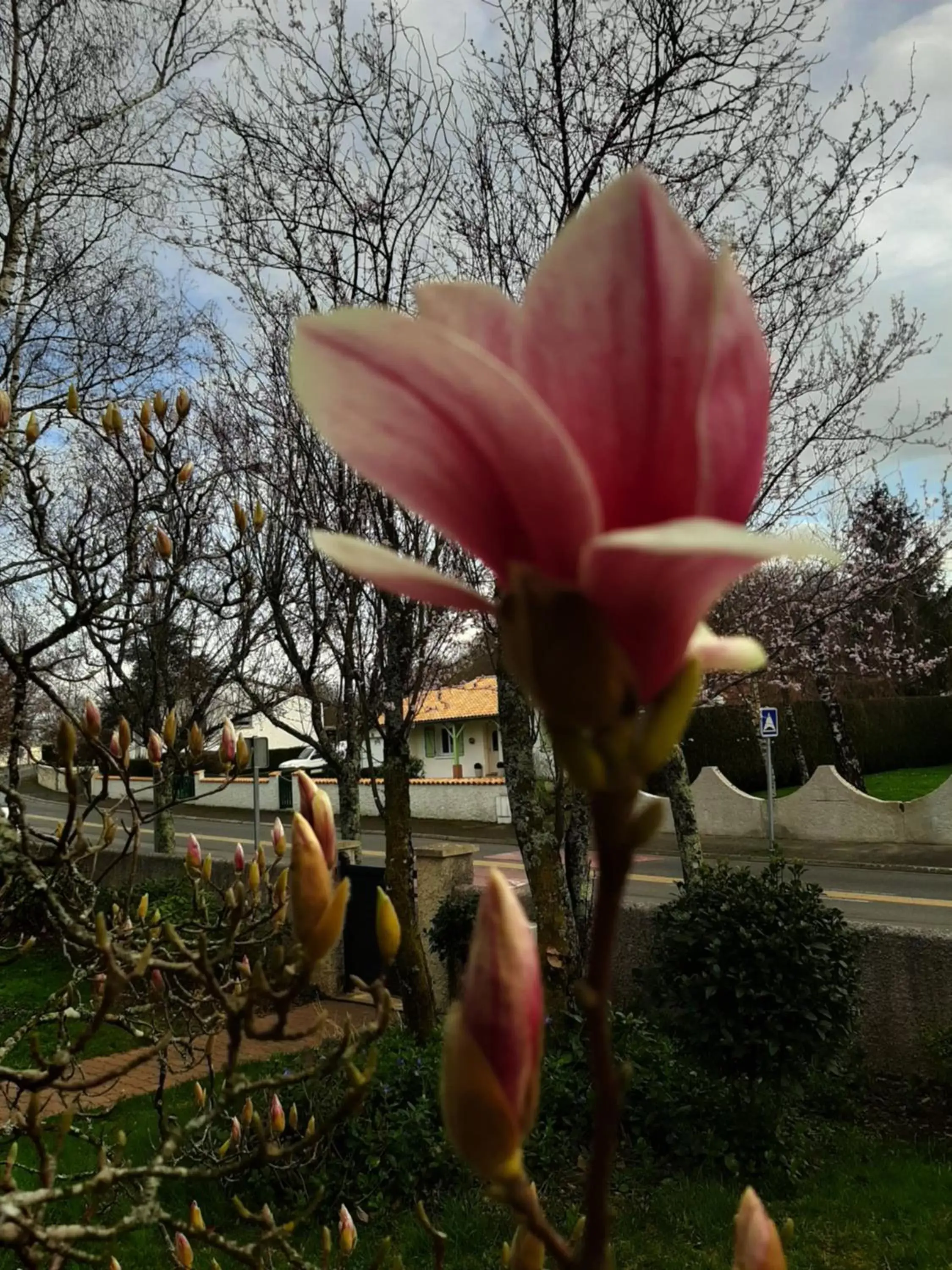 Garden in SAKURA