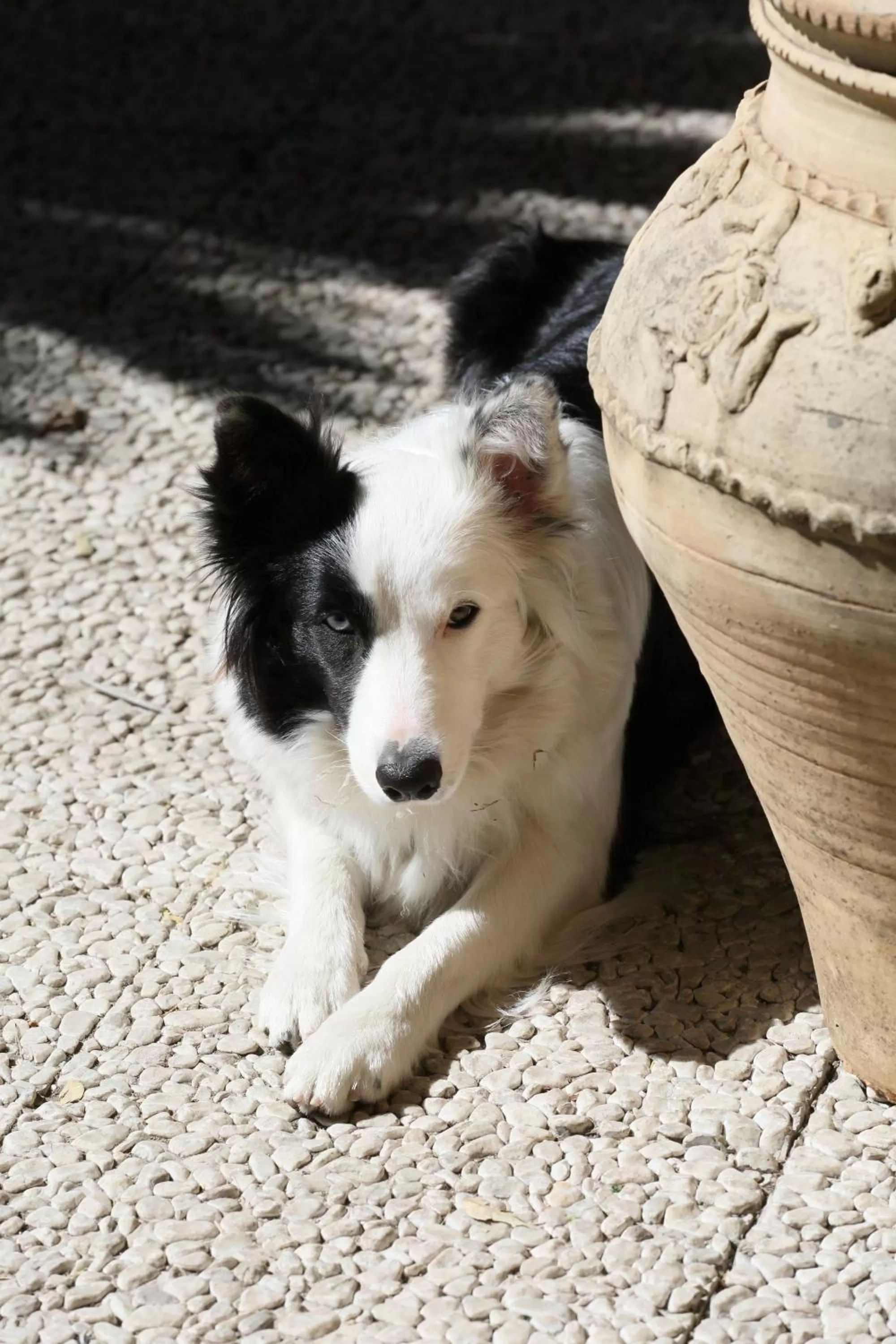 Pets in Villa Astoria