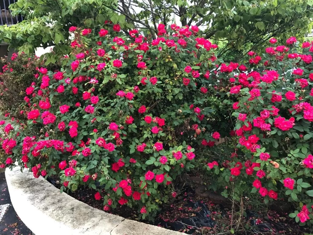 Budget Inn Express Bristol