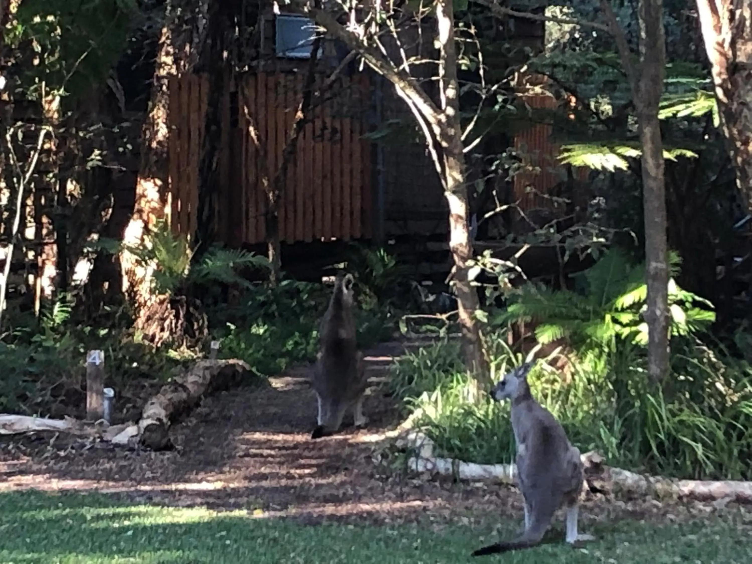 Garden, Other Animals in Wanderers Retreat