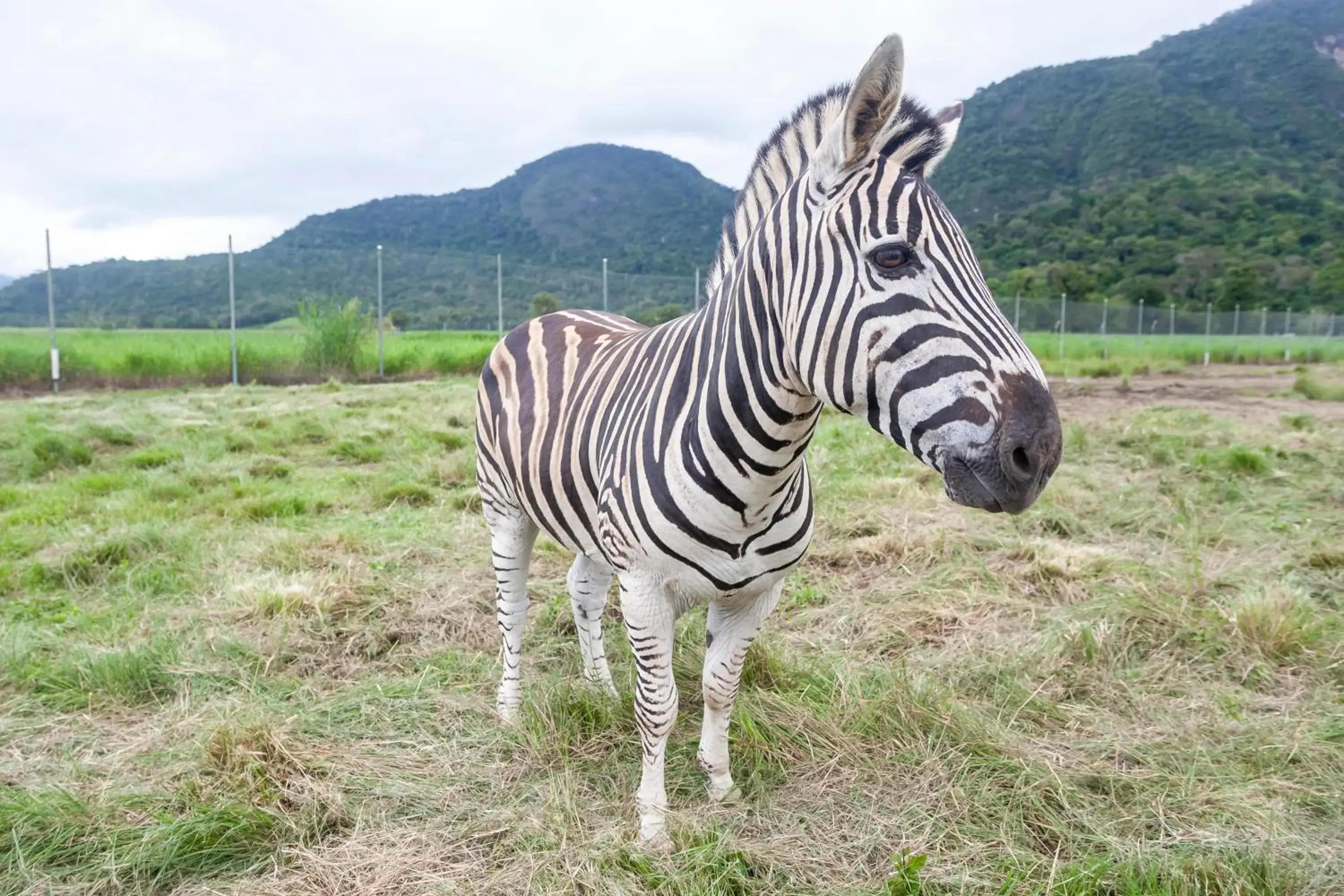 Animals, Other Animals in Hotel Portobello Resort & Safari