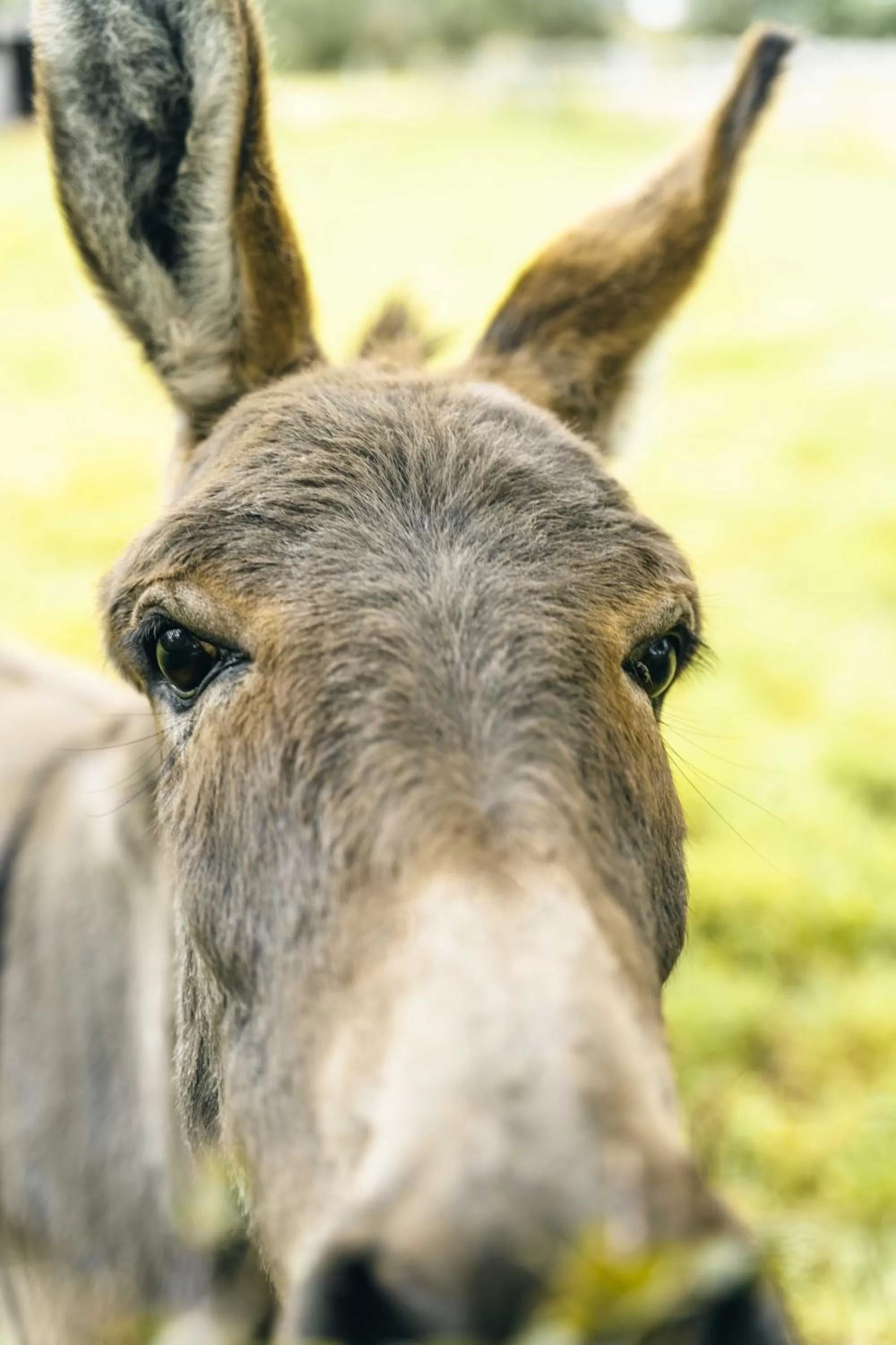 Animals in B&B Extra Verte