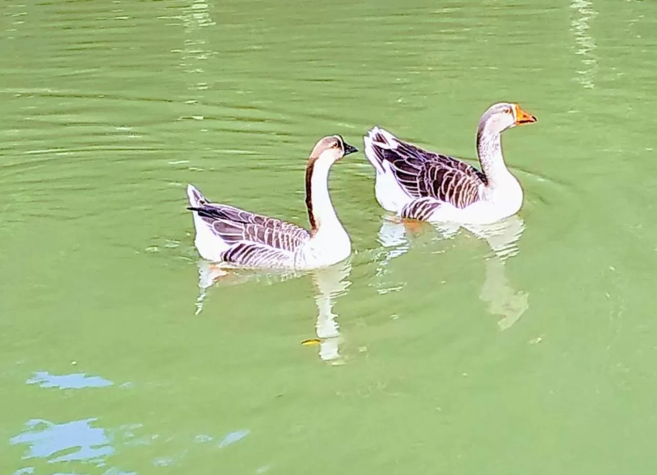 Animals in Pousada Trem Chic